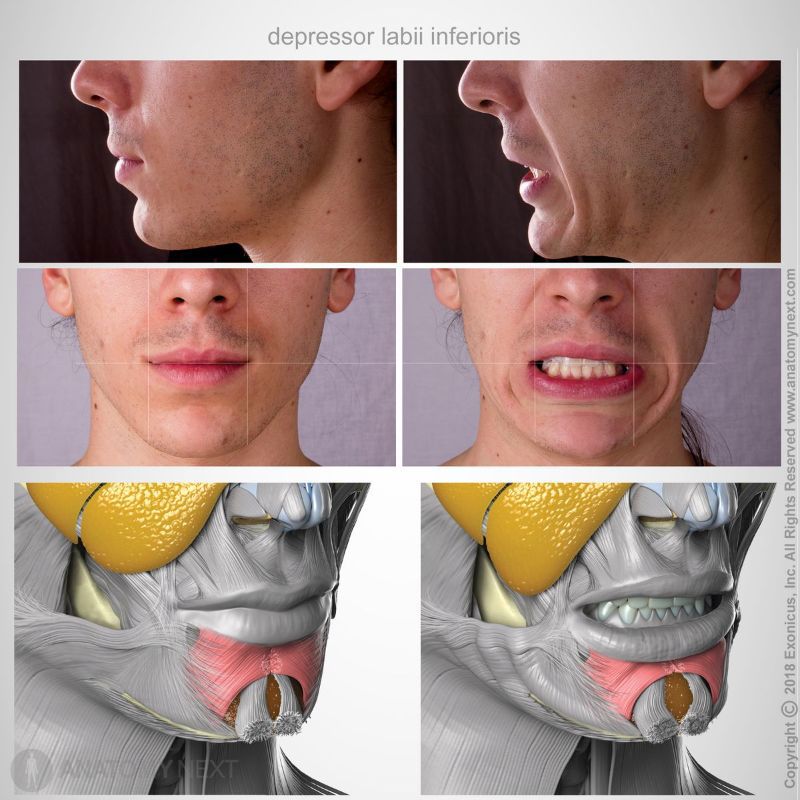 Action of depressor labii inferioris muscle with facial expression