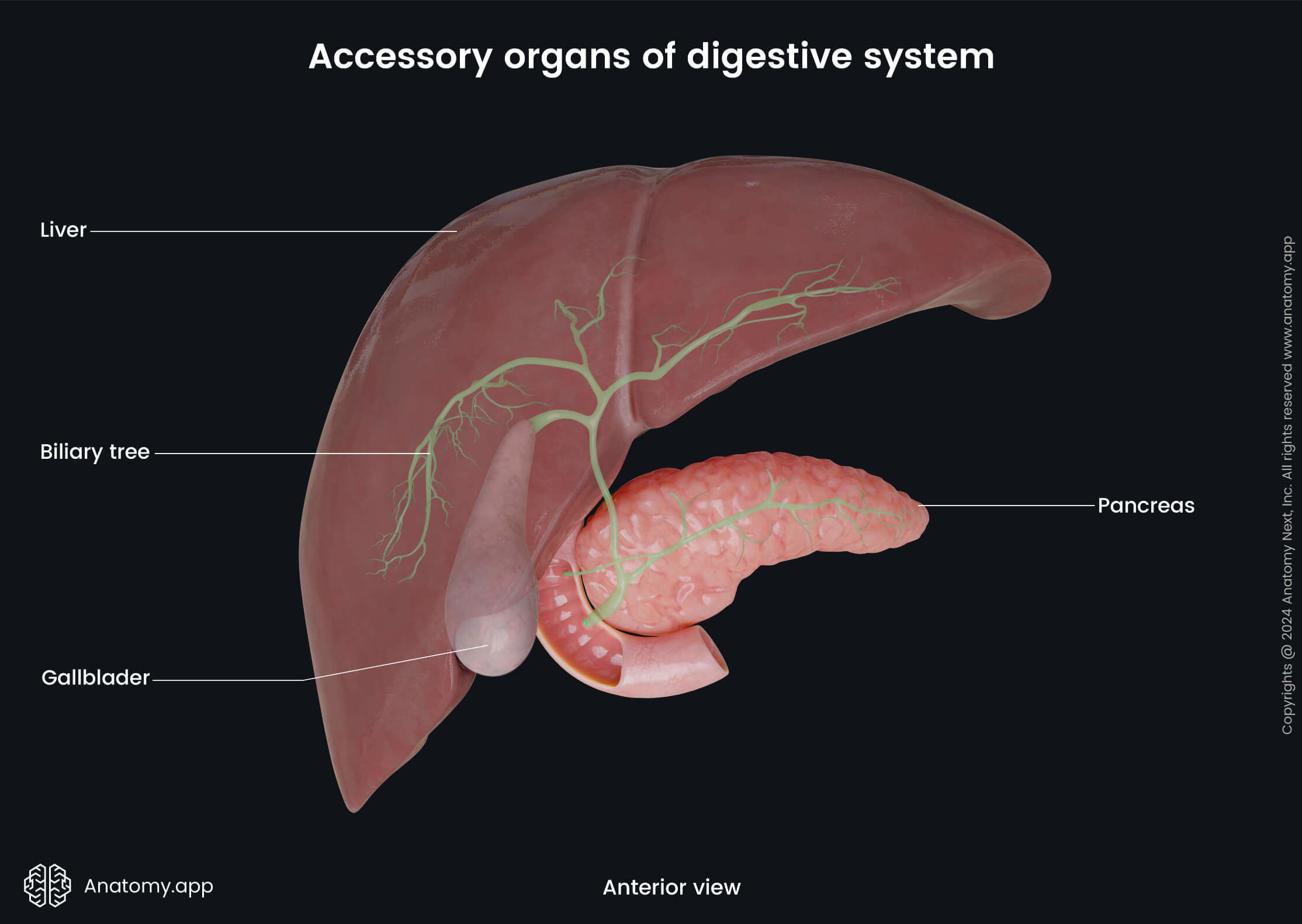 Abdomen, Digestive system, Digestive tract, Gastrointestinal tract, Accessory organs, Liver, Pancreas, Biliary tree, Gallbladder, Anterior view