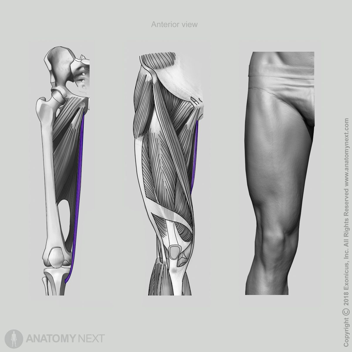 Gracilis, Anterior view of gracilis, Origin of gracilis, Insertion of gracilis, Thigh adductors, Thigh muscles, Medial compartment muscles, Medial compartment of thigh, Human muscles