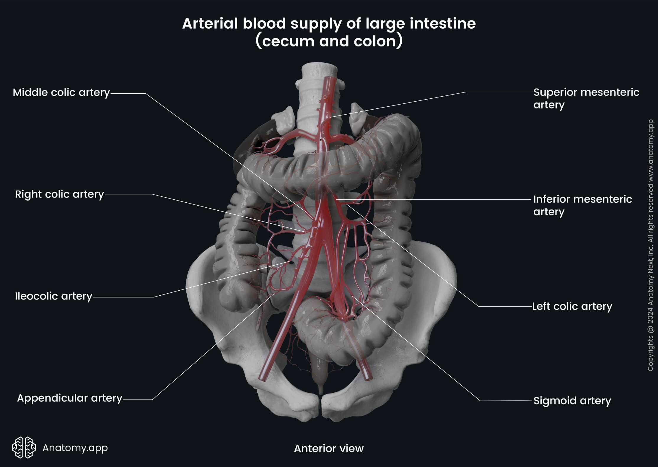 Abdomen, Digestive system, Gastrointestinal tract, Large intestine, Cecum, Colon, Arterial blood supply, Sigmoid artery, Anterior view