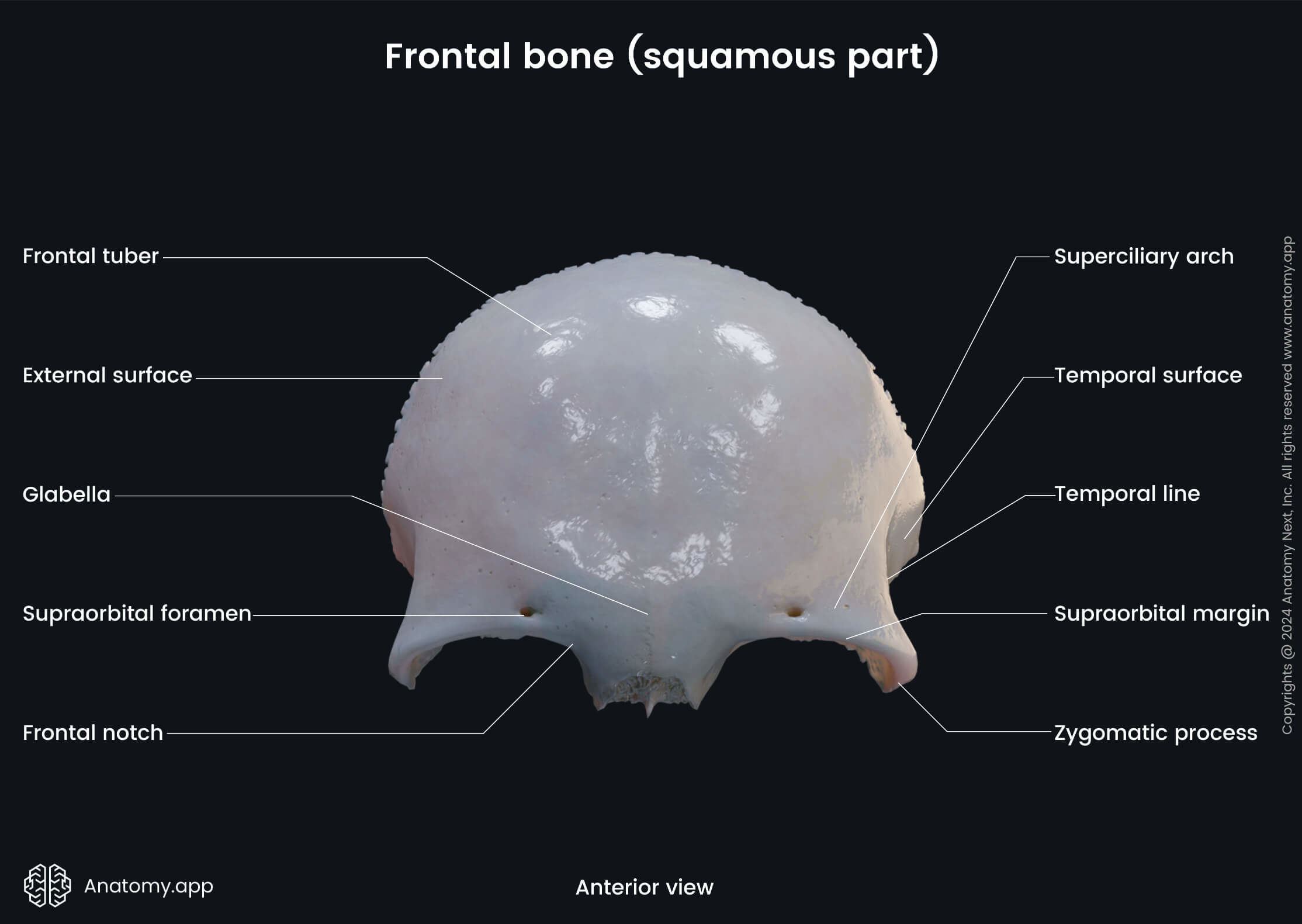 Head and neck, Skull, Cranium, Cranial bones, Neurocranium, Frontal bone, Landmarks, External surface, Squamous part, Anterior view