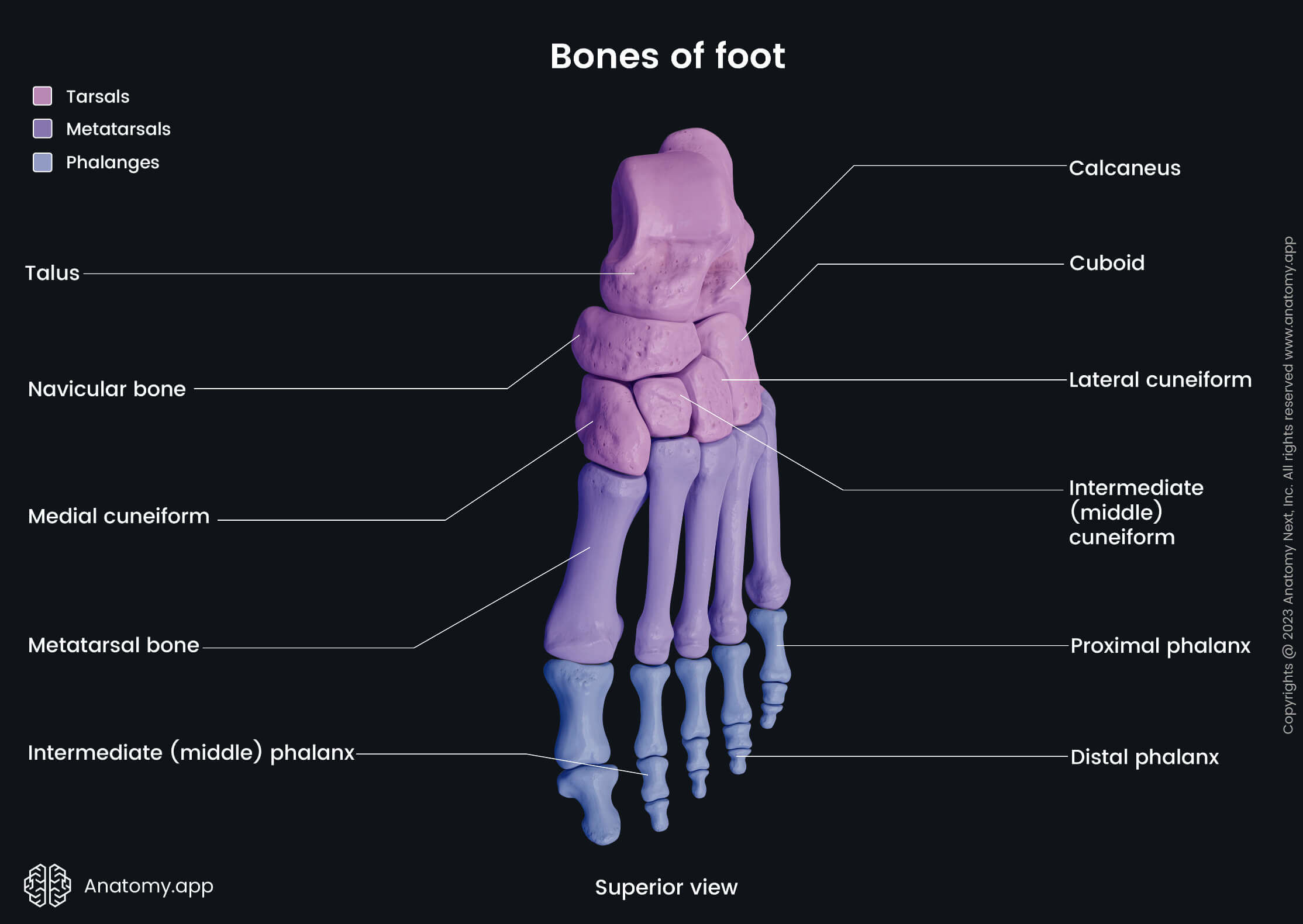 Human foot, Bones of foot, Foot skeleton, Tarsals, Talus, Calcaneus, Navicular bone, Cuneiforms, Lateral cuneiform, Medial cuneiform, Intermediate (middle) cuneiform, Metatarsals, Phalanges, Proximal phalanges, Intermediate (middle) phalanges, Distal phalanges, Dorsal view of foot, Superior view of foot, Dorsal surface of foot, Human skeleton, Skeleton of lower limb