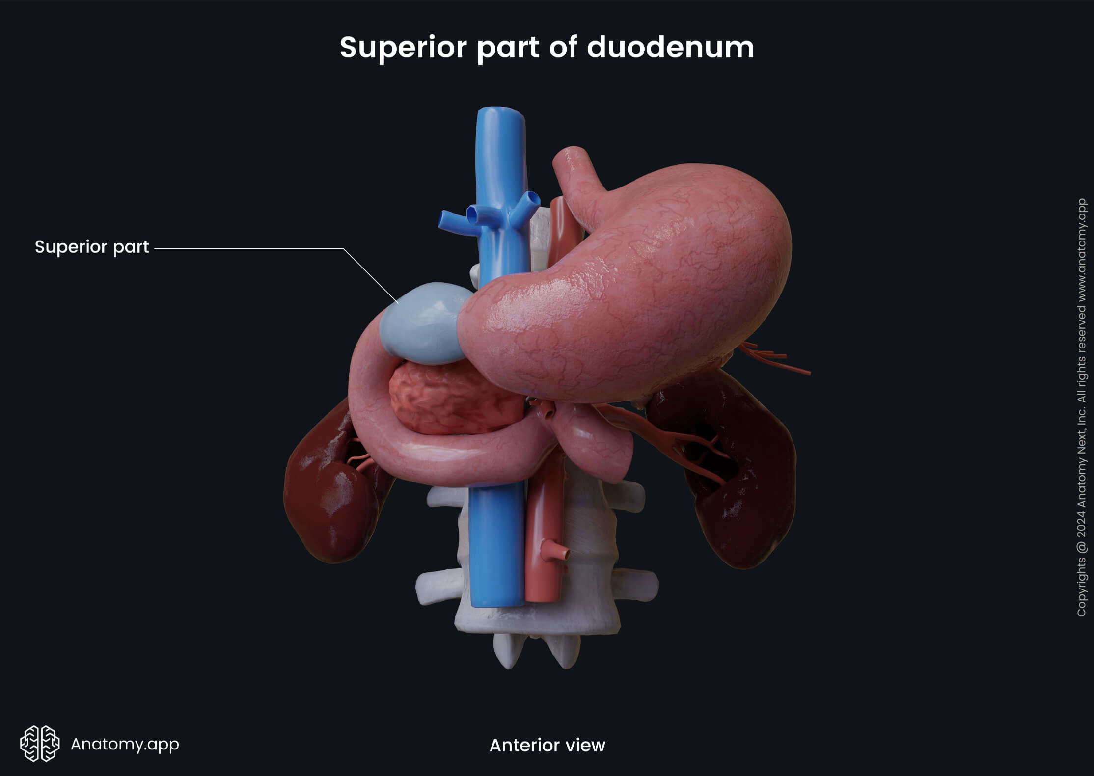 strointestinal tract, Intestines, Small intestine, Duodenum, Parts, Superior part, Anterior view