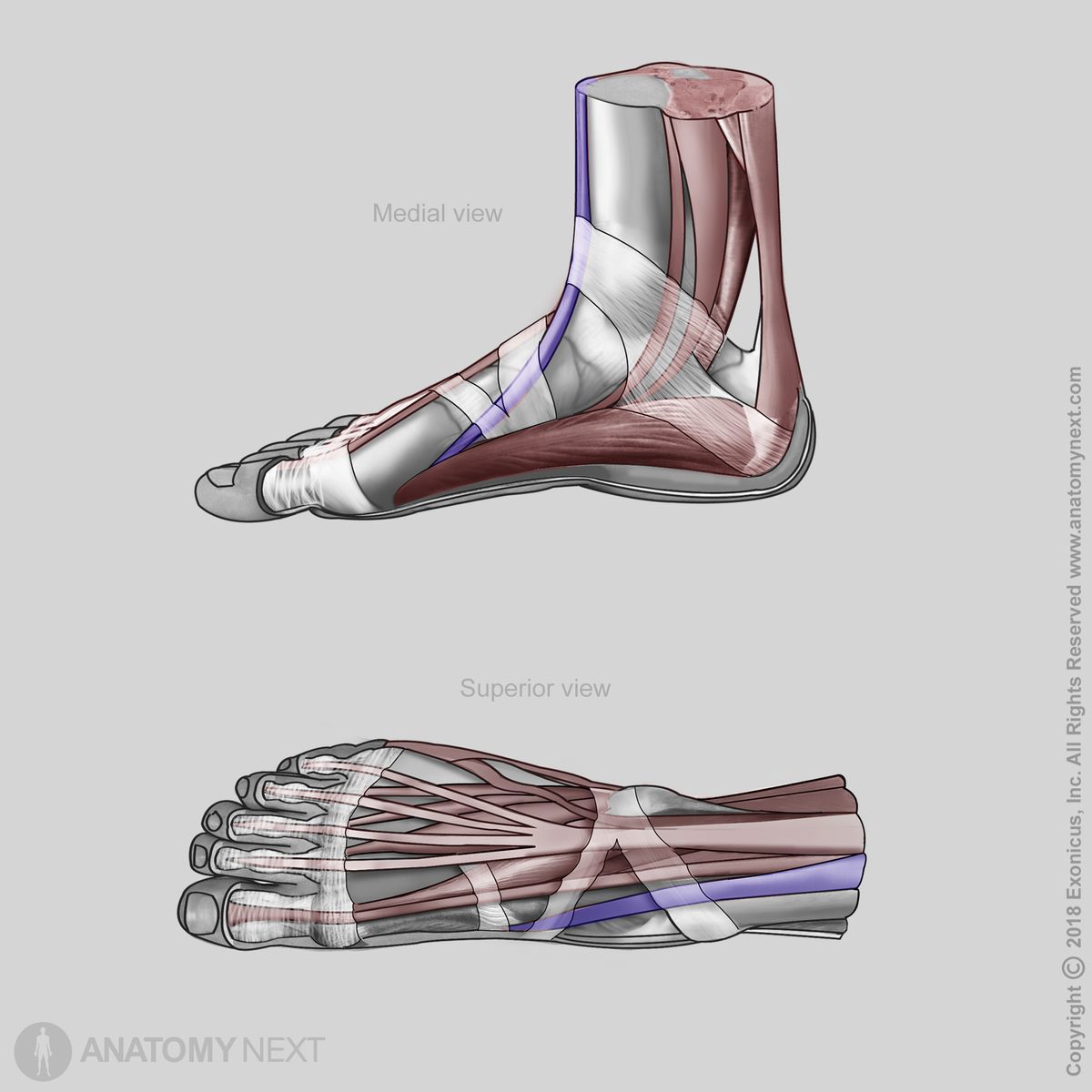 Tibialis anterior, Insertion of tibialis anterior, Anterior compartment of leg, Leg extensors, Leg muscles, Anterior compartment muscles, Human foot