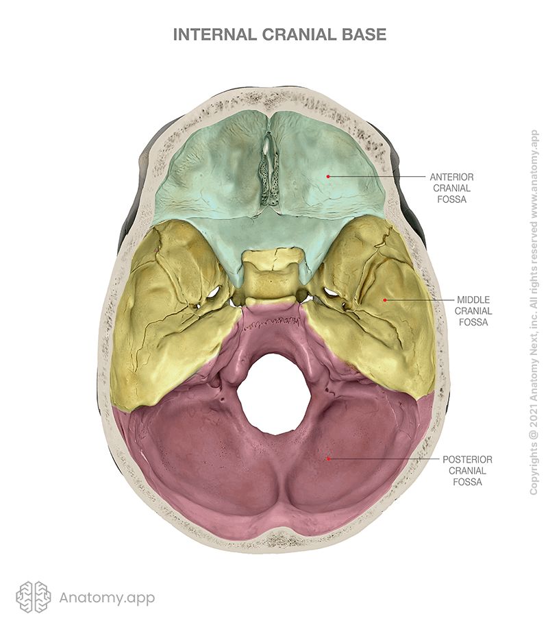 Internal cranial base, divided into fossae (anterior cranial fossa, middle cranial fossa, posterior cranial fossa)