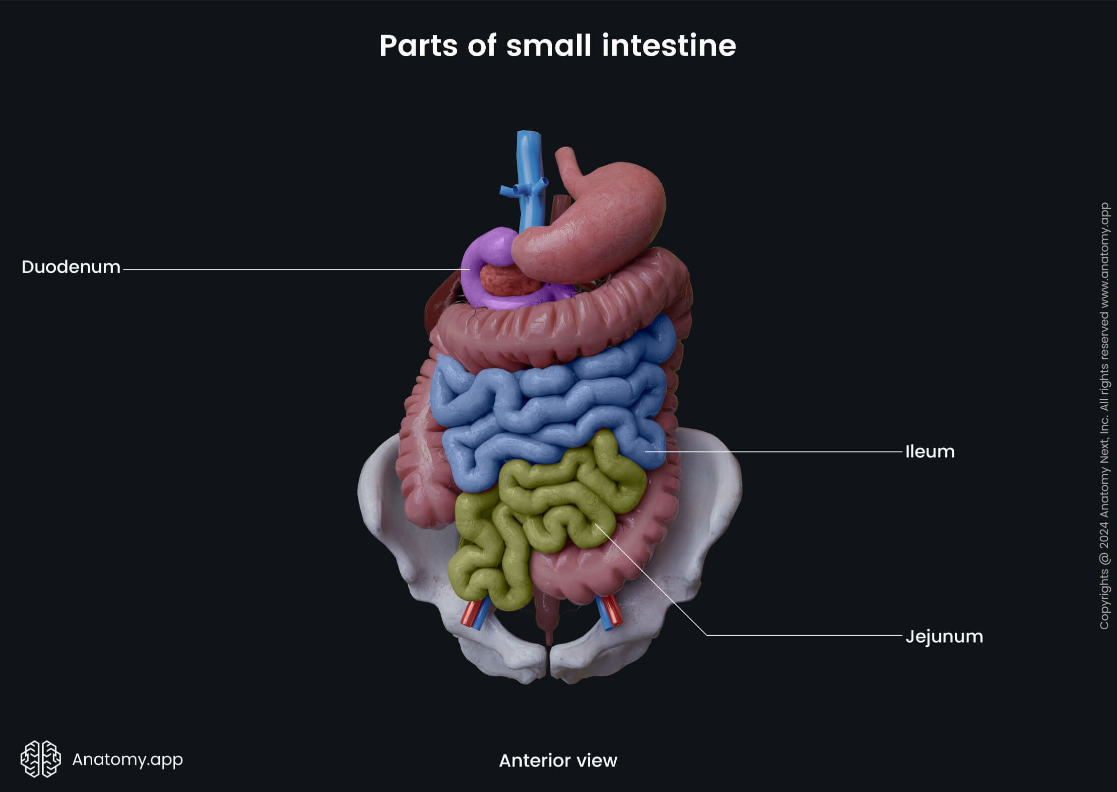 Abdomen, Digestive system, Gastrointestinal tract, Small intestine, Parts, Jejunum, Ileum, Duodenum, Anterior view 