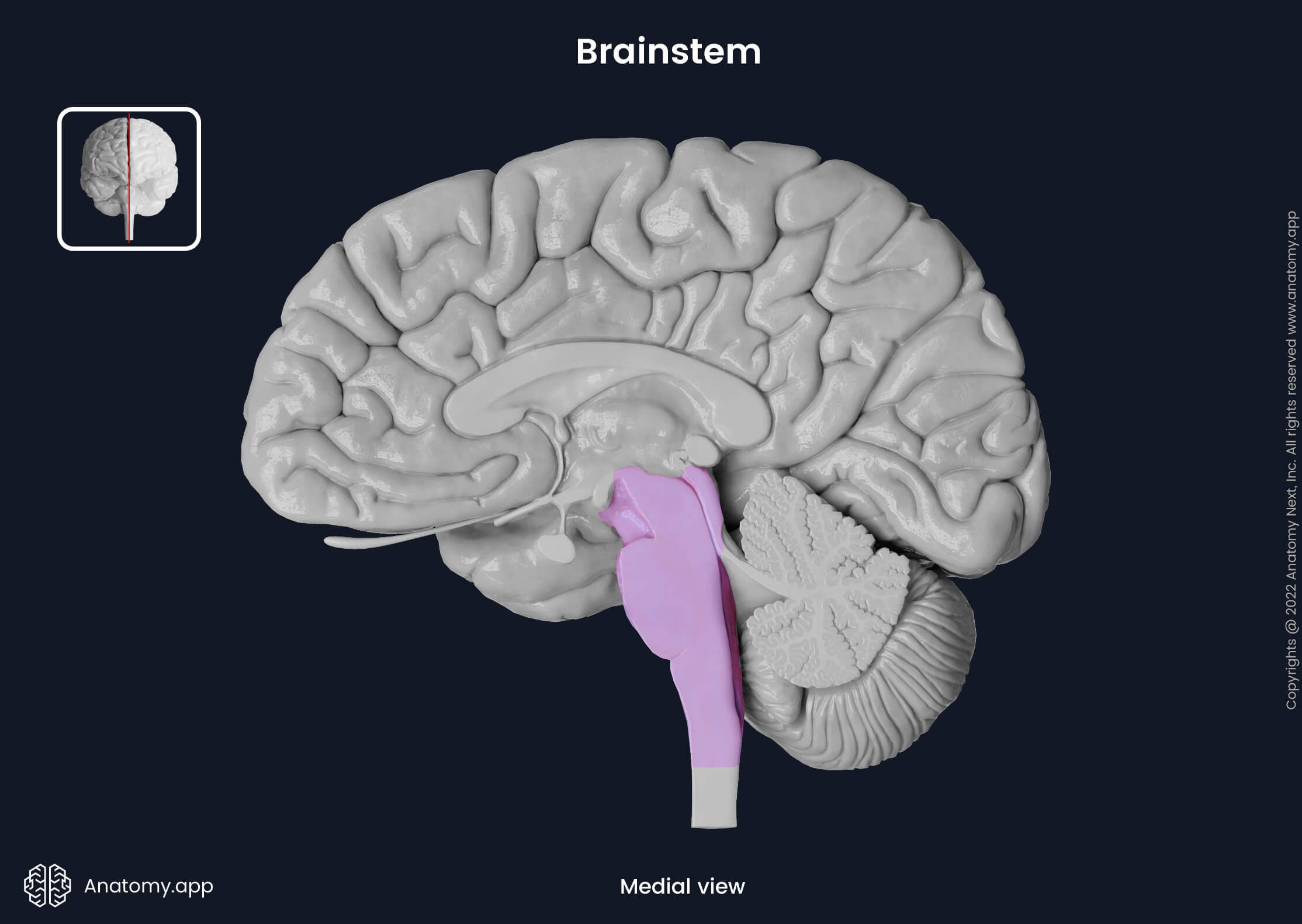 Brain, Sagittal section, Medial view, Brainstem, Colored brainstem, Midbrain, Pons, Medulla oblongata