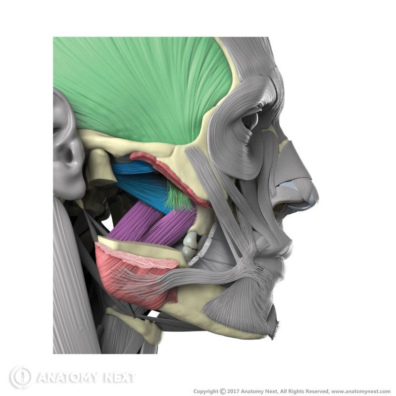 Masticatory muscles, Muscles of mastication, Temporalis, Masseter, Medial pterygoid, Lateral pterygoid, Head muscles