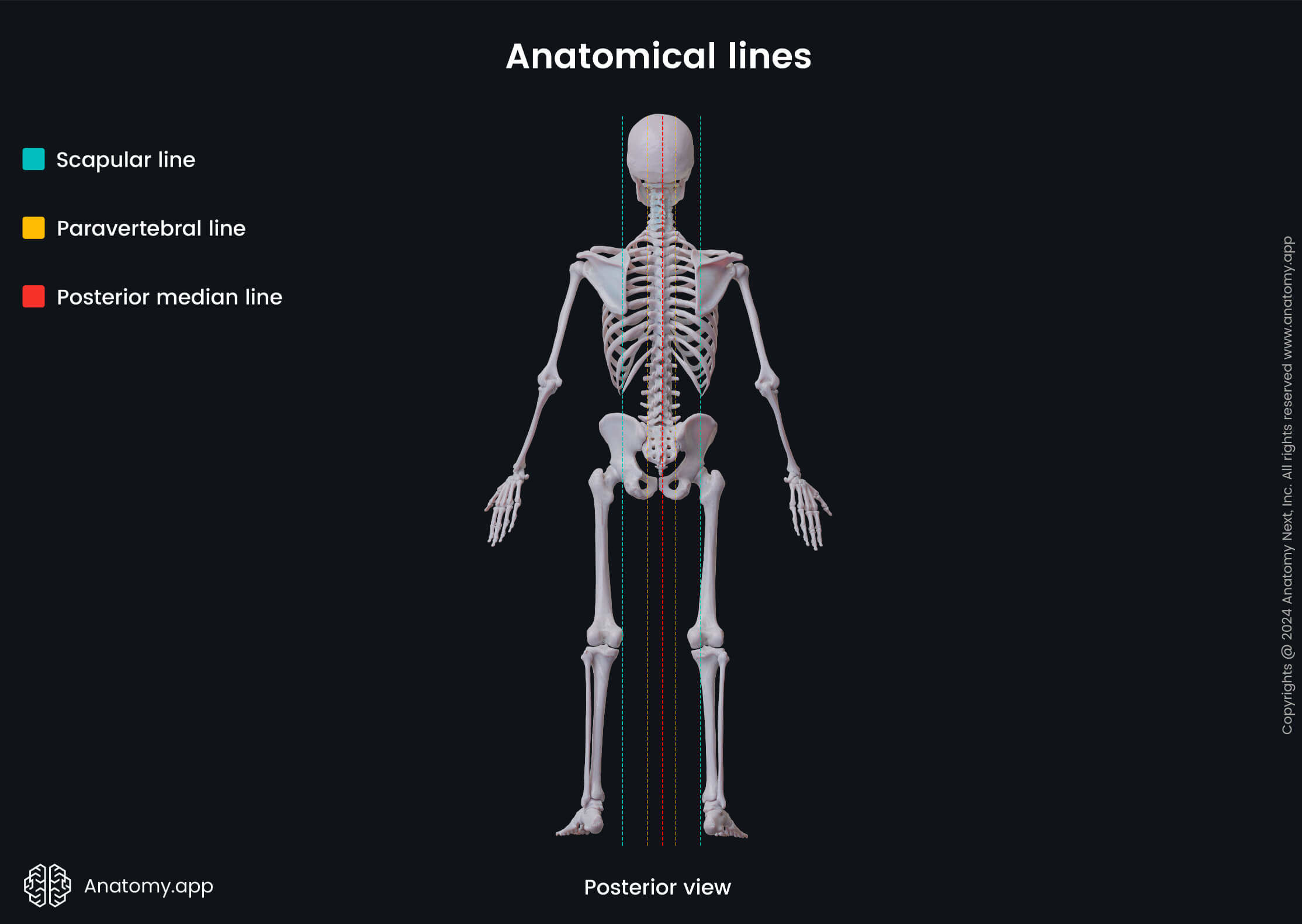 Anatomical terminology, Human body, Anatomical lines, Scapular line, Paravertebral line, Posterior median line