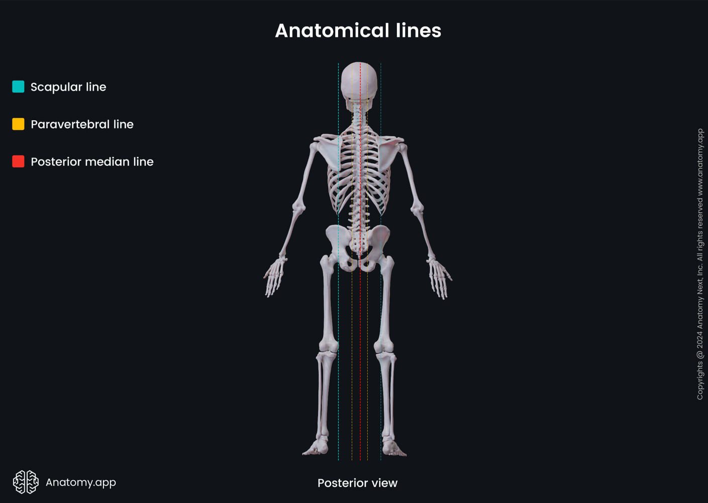 Anatomical lines (posterior view) | Media Library | Anatomy.app | Learn ...