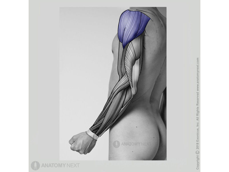 Deltoid, Muscles of shoulder girdle, Muscles of upper limb, Arm muscles, Lateral view of deltoid muscle, Clavicular part of deltoid, Acromial part of deltoid, Spinal part of deltoid