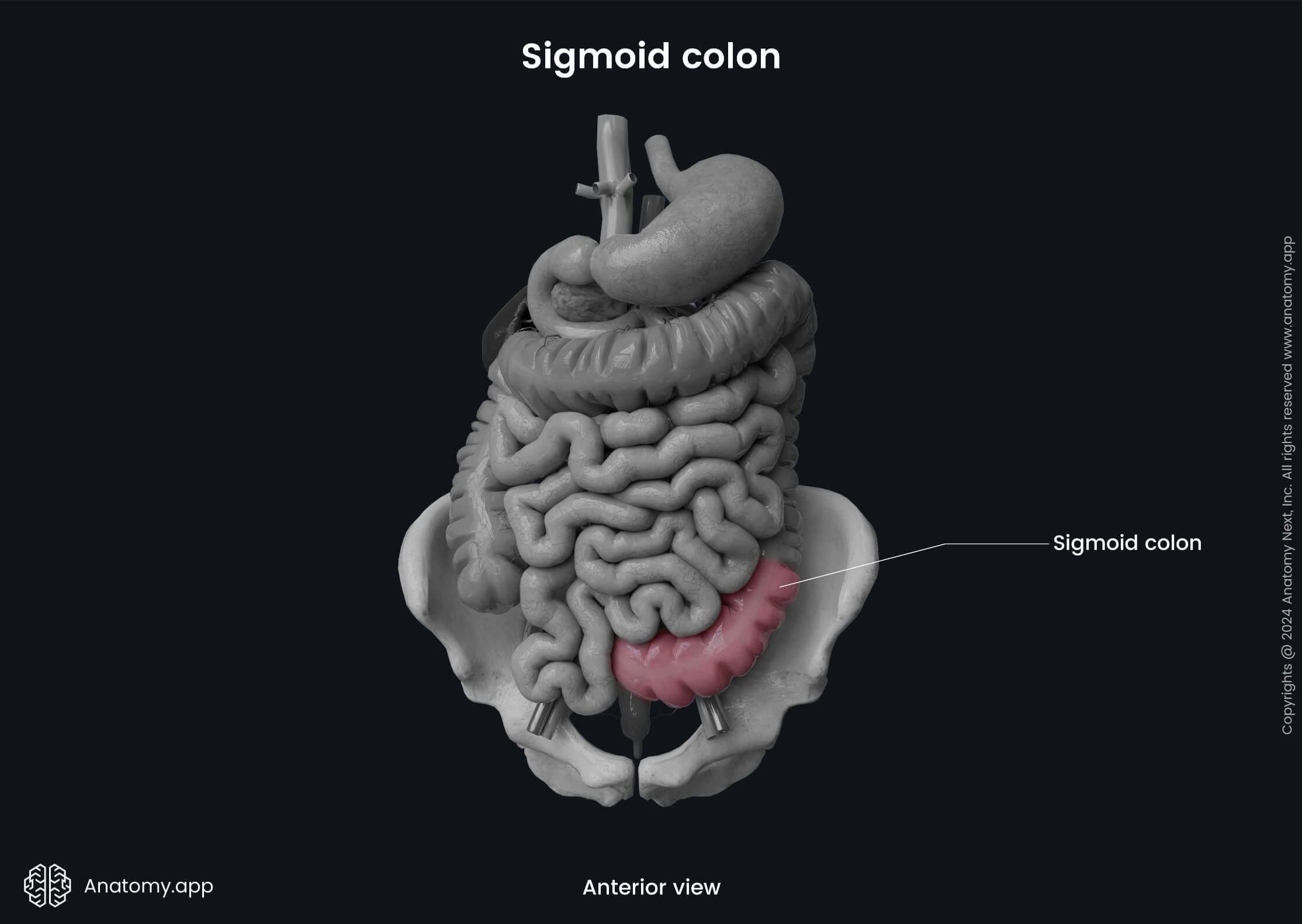 Abdomen, Digestive system, Gastrointestinal tract, Large intestine, Parts, Colon, Sigmoid colon, Anterior view 