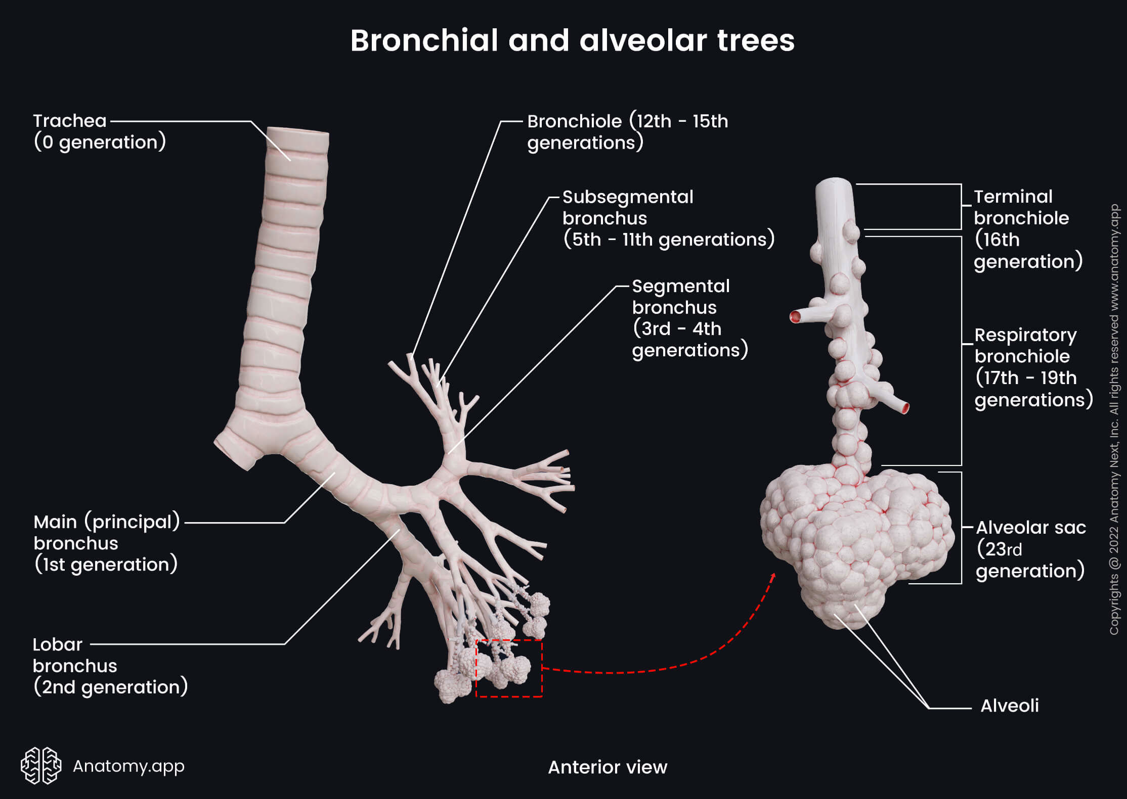 Lungs, Bronchial tree, Alveolar tree, Respiratory zone, Conducting zone, Transitional zone, Alveoli, Bronchioles, Trachea, Respiratory bronchioles, Alveolar sac, Anterior view