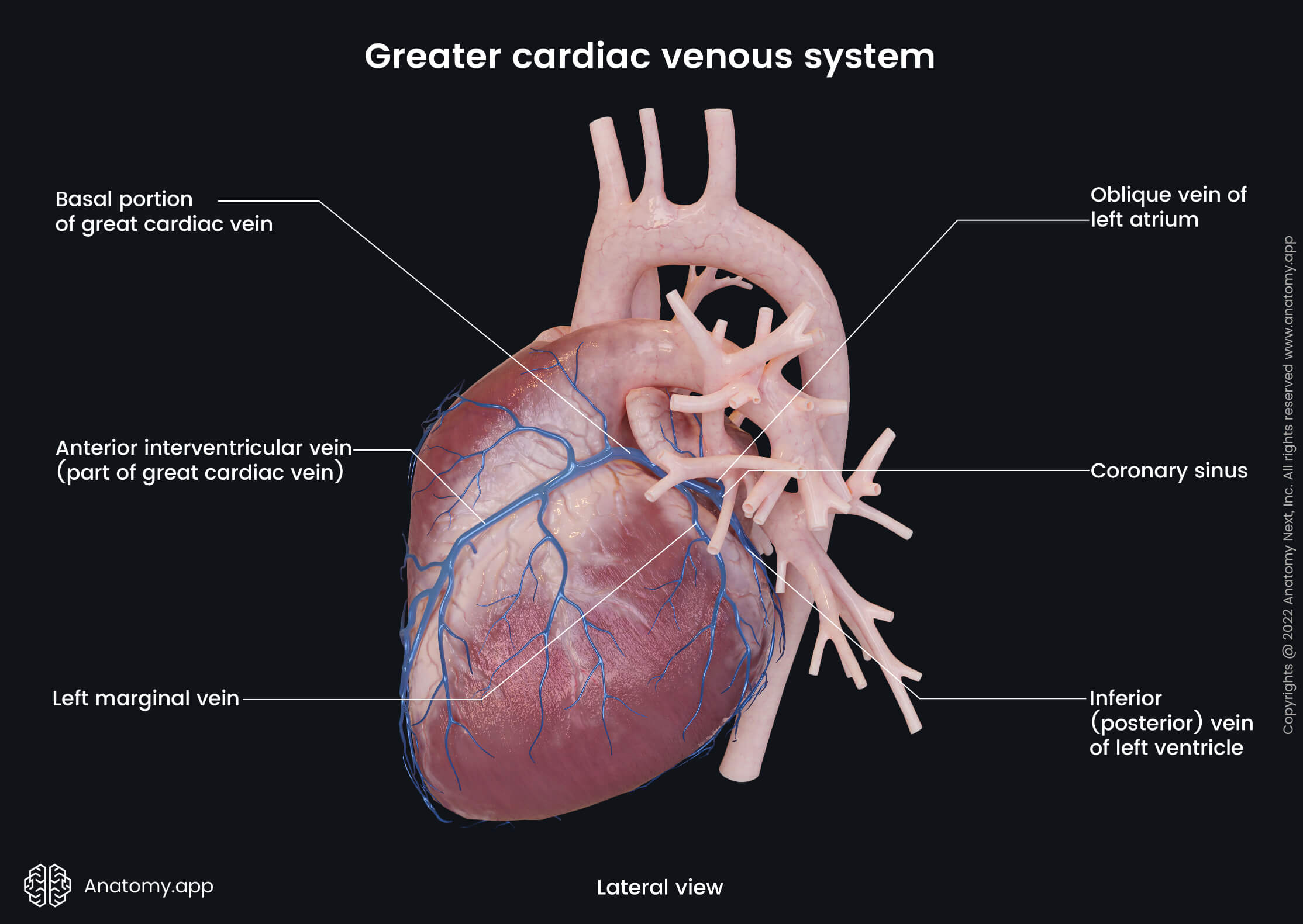 Greater cardiac venous system (lateral view) | Media Library | Anatomy ...