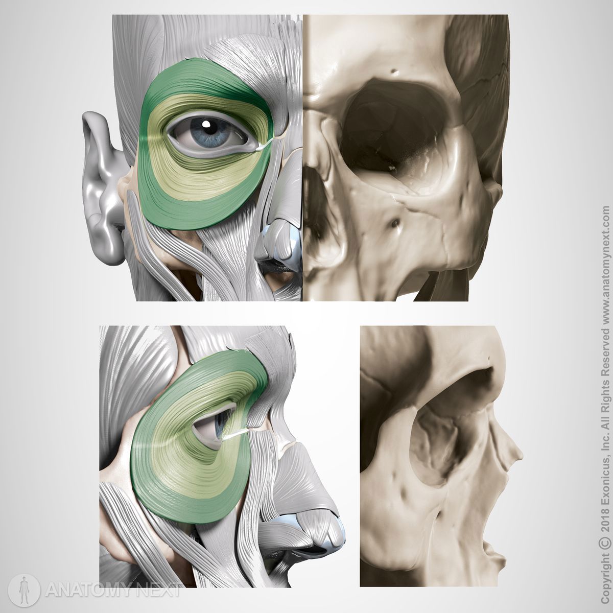 Origin and insertion of orbicularis oculi muscle