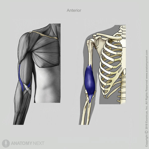 Brachialis, Origin of brachialis, Insertion of brachialis, Muscles of upper arm, Arm muscles, Anterior compartment muscles of upper arm, Anterior compartment muscles, Muscles of upper limb, Anterior view of brachialis