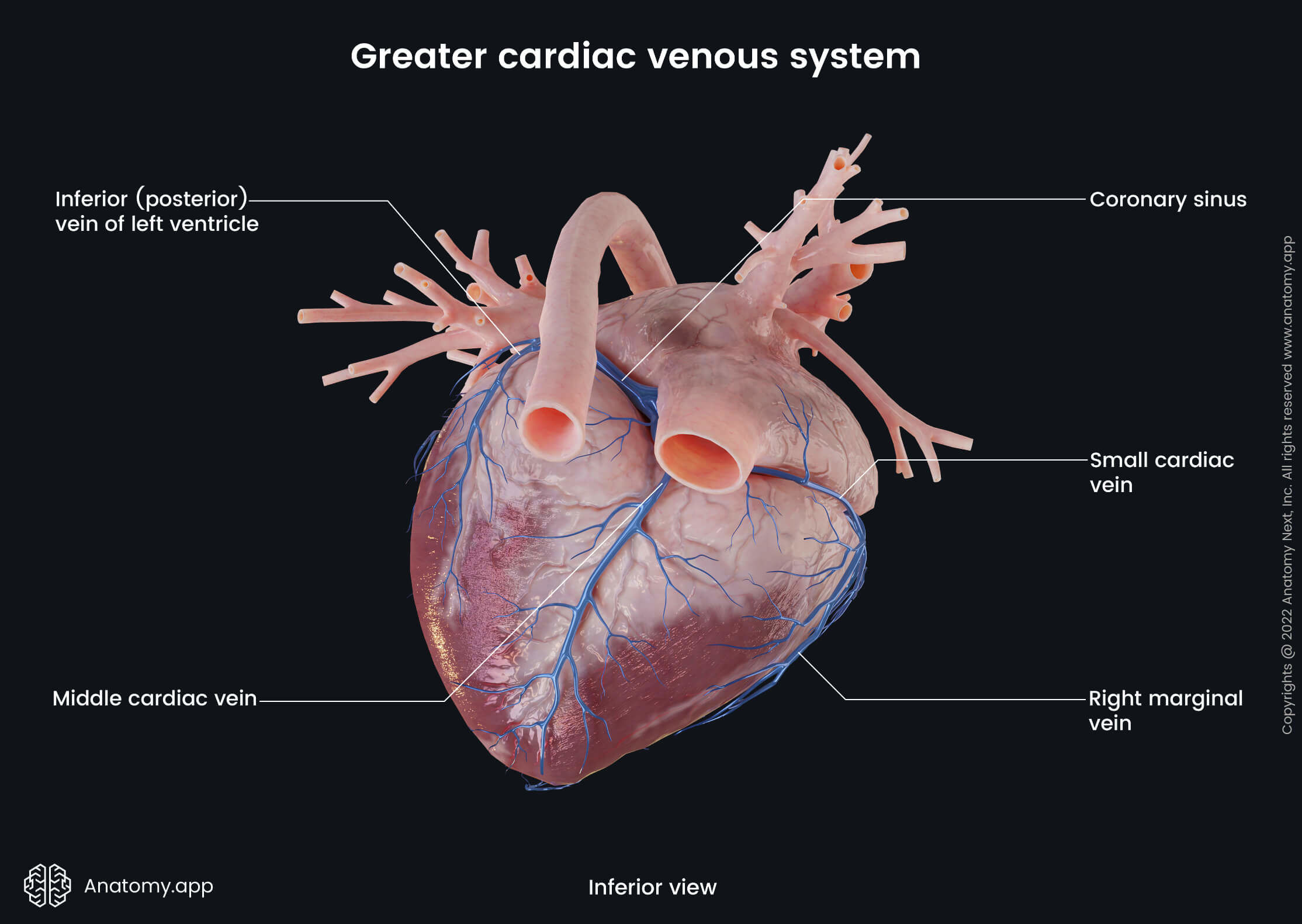 External heart anatomy | Anatomy.app