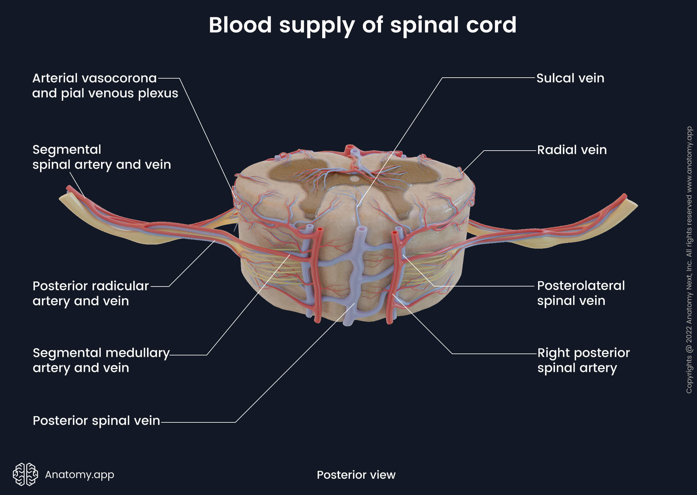 Spinal cord, Blood supply, Cross-section, Arterial blood supply of spinal cord, Arteries of spinal cord, Venous drainage of spinal cord, Veins of spinal cord, Posterior view, Dorsal view, Spinal nerves, Spinal roots, Gray matter, White matter