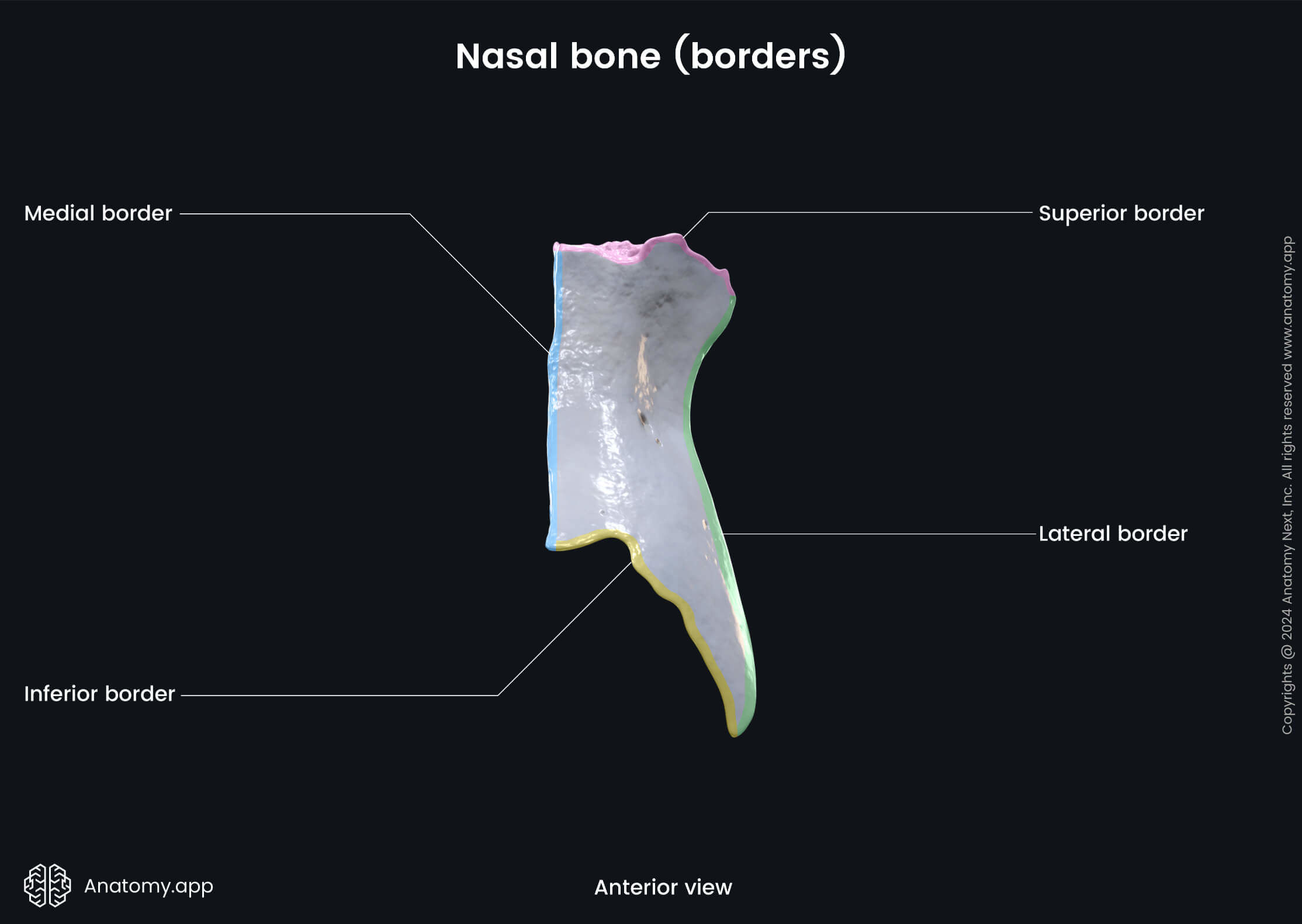 Head and neck, Skull, Viscerocranium, Facial skeleton, Nasal bone, Landmarks of nasal bone, Borders of nasal bone, Anterior view