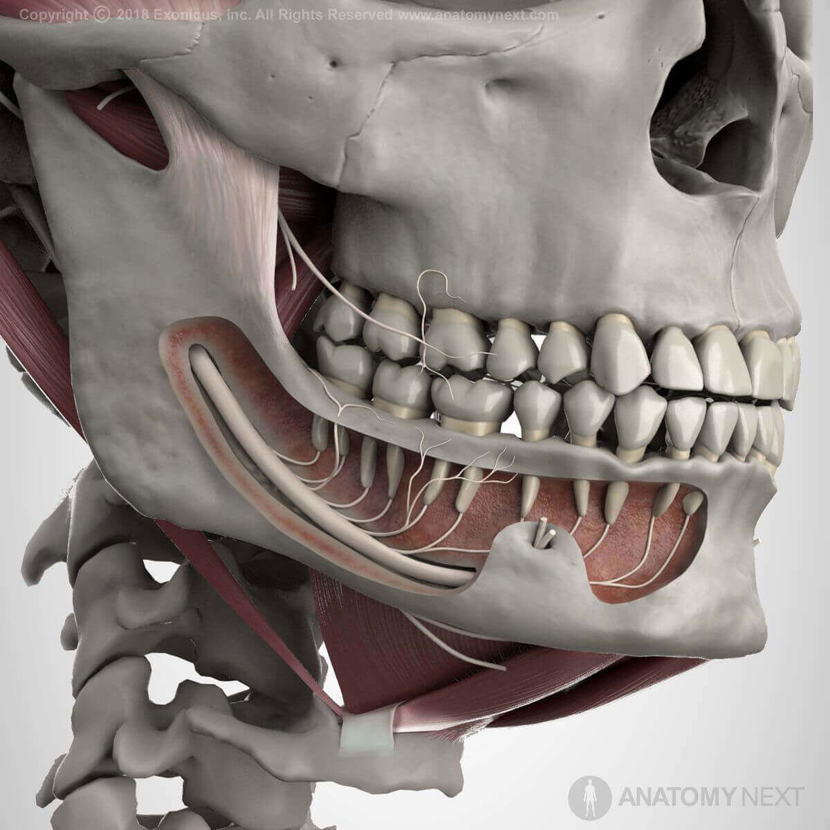 Mandibular nerve, third division of fifth cranial nerve, CN V3, third dividion of trigeminal nerve, inferior alveolar nerve, branch of mandibular nerve in mandible (lower jaw)