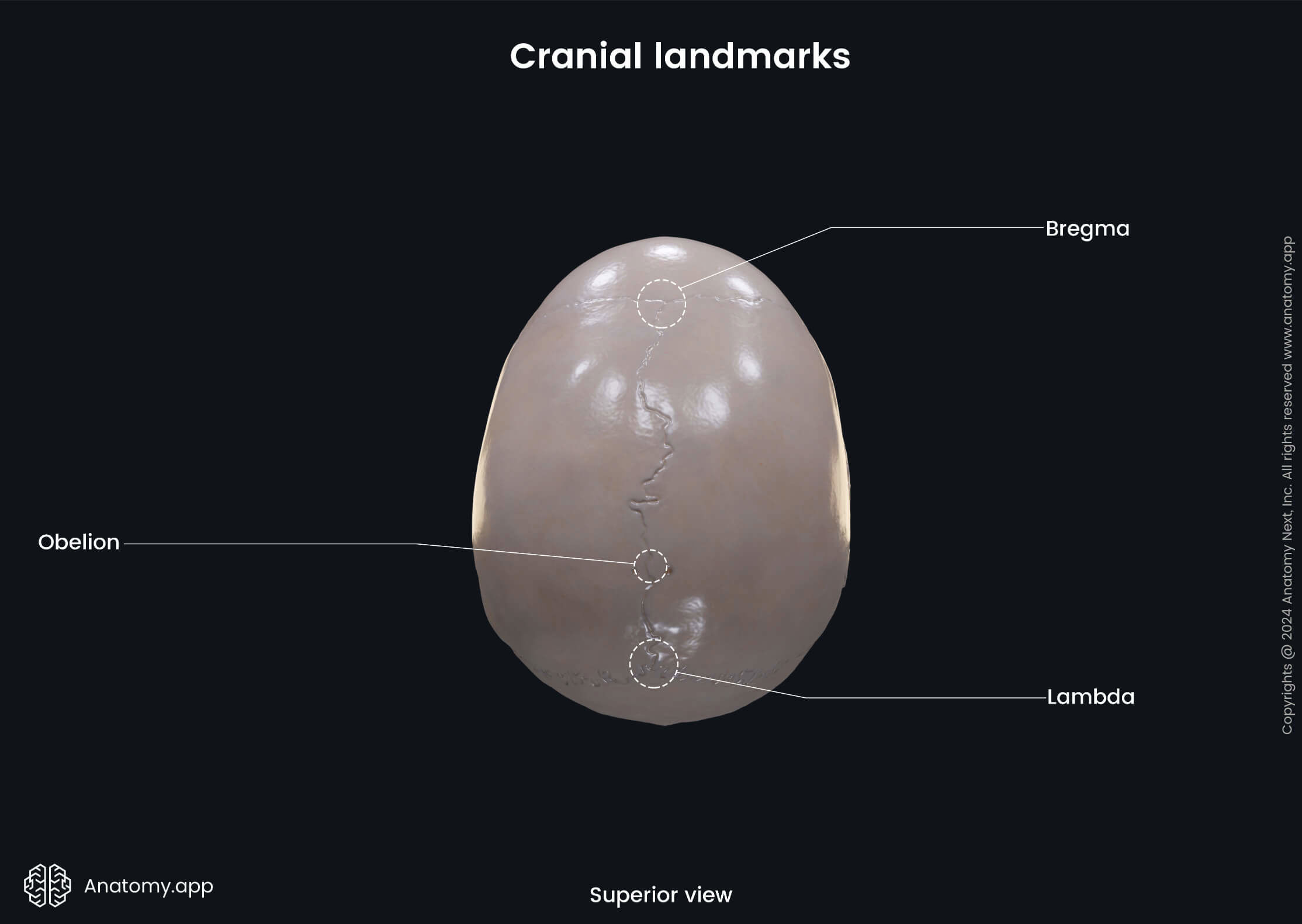 Head and neck, Skeletal system, Skull, Cranial landmarks, Skull in lateral and superior views: suture-associated cranial landmarks