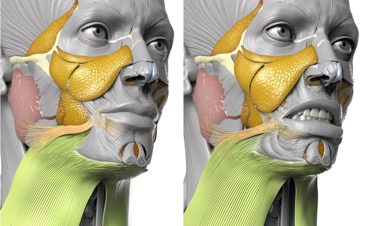 Action of platysma (green)