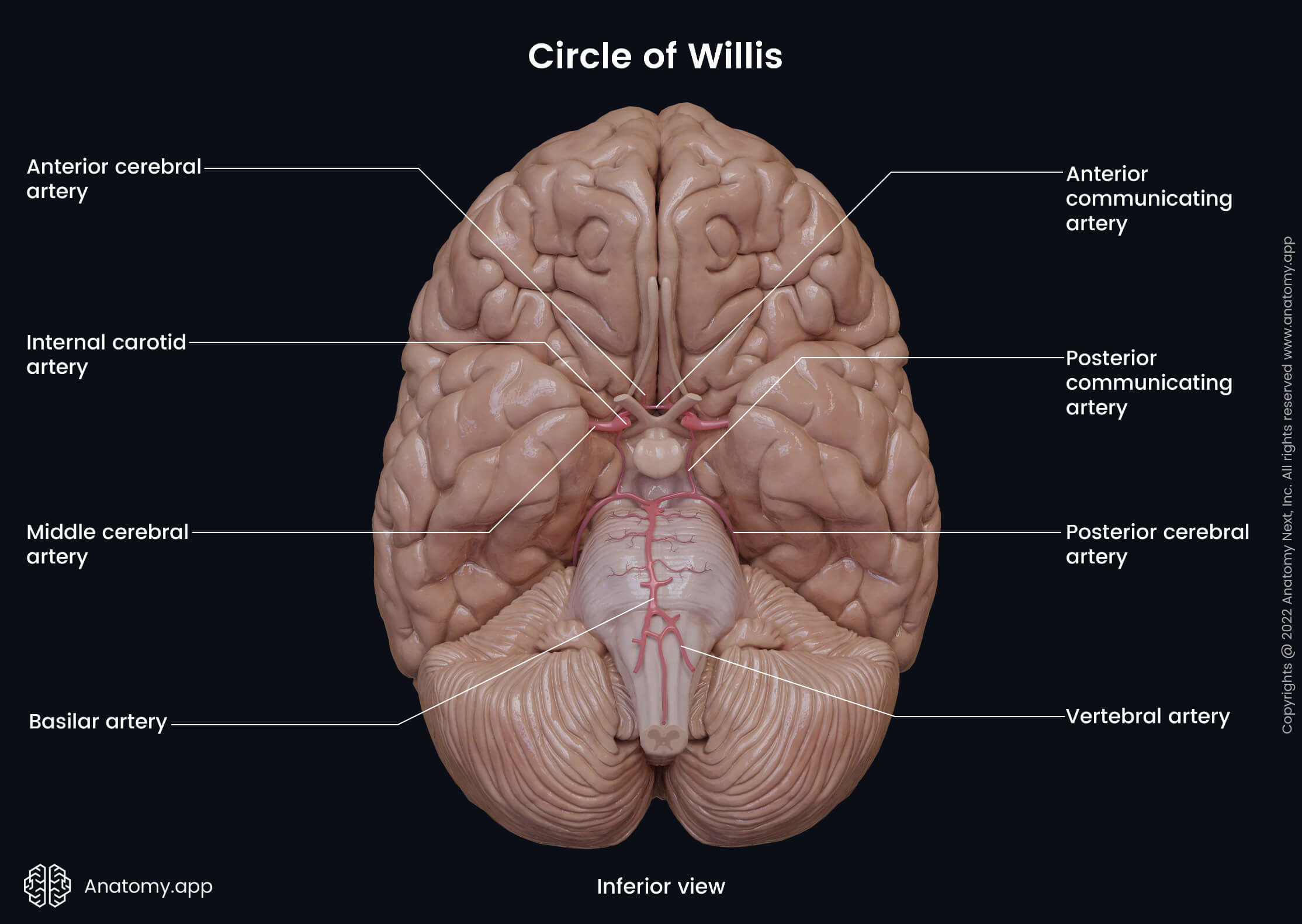 Circle of WIllis, Brain, Brainstem, Cerebellum, ANterior circulation system, Posterior circulation system, Vertebrobasilar system, Blood supply, Inferior view