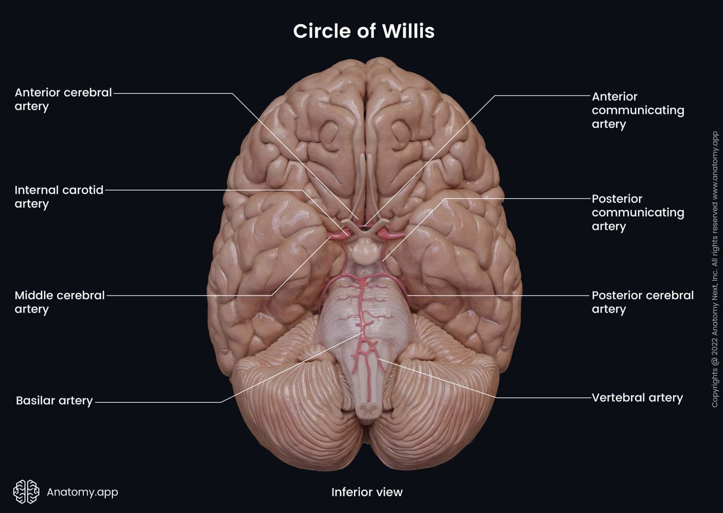 Circle of willis anatomy app
