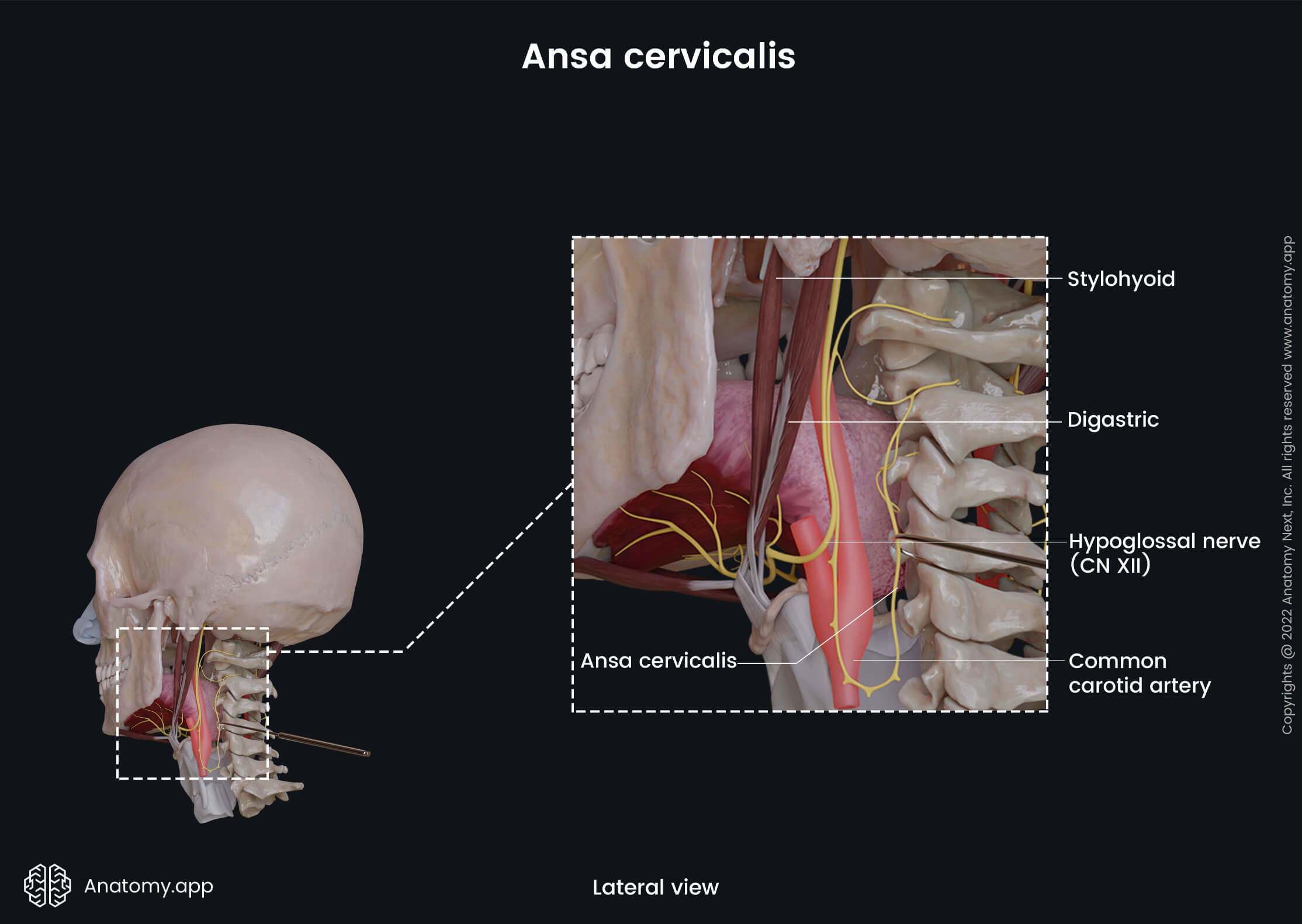 Head and neck, Skull, Nervous system, Cranial nerves, Hypoglossal nerve, CN XII, Ansa cervicalis, Superior root, Inferior root, Lateral view