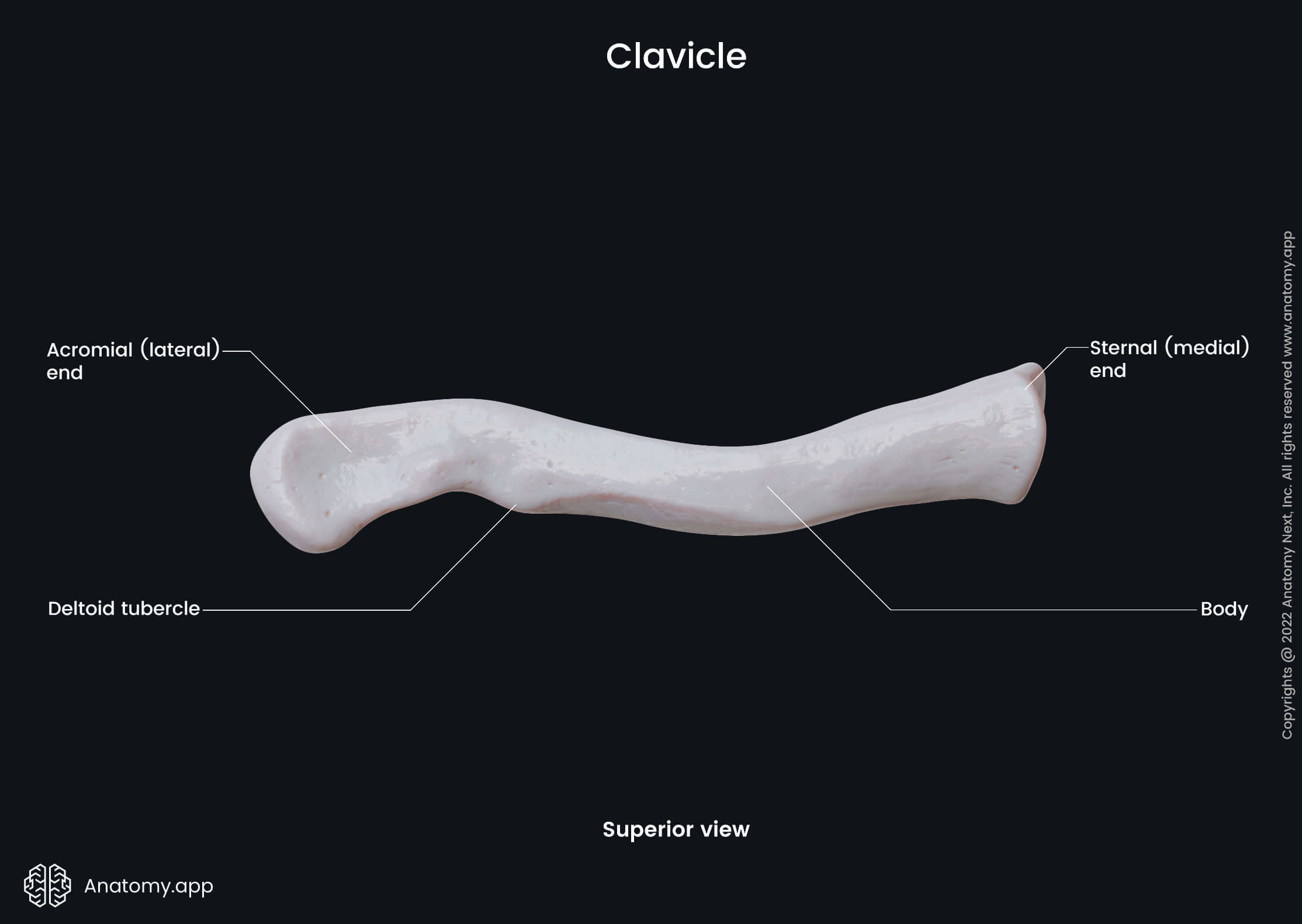 Clavicle, Collarbone, Landmarks of clavicle, Parts of clavicle, Skeleton of upper limb, Bones of shoulder girdle, Shoulder girdle, Superior view