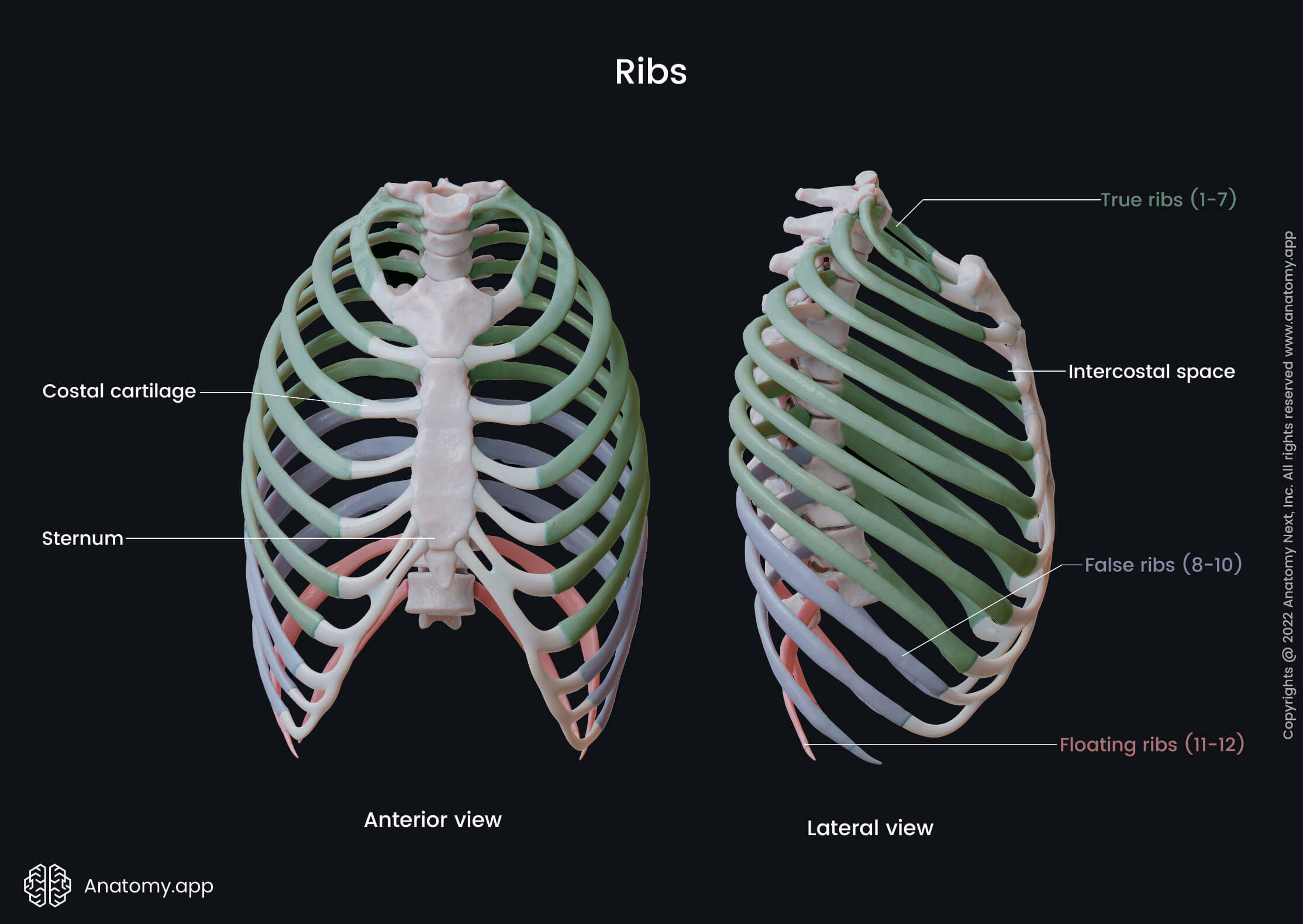 Thorax, Rib cage, Ribs, True ribs, False ribs, Floating ribs, Intercostal space, Sternum, Thoracic vertebrae, Rib cage, Thoracic cage, Human thorax, Anterior view of rib cage, Lateral view of rib cage