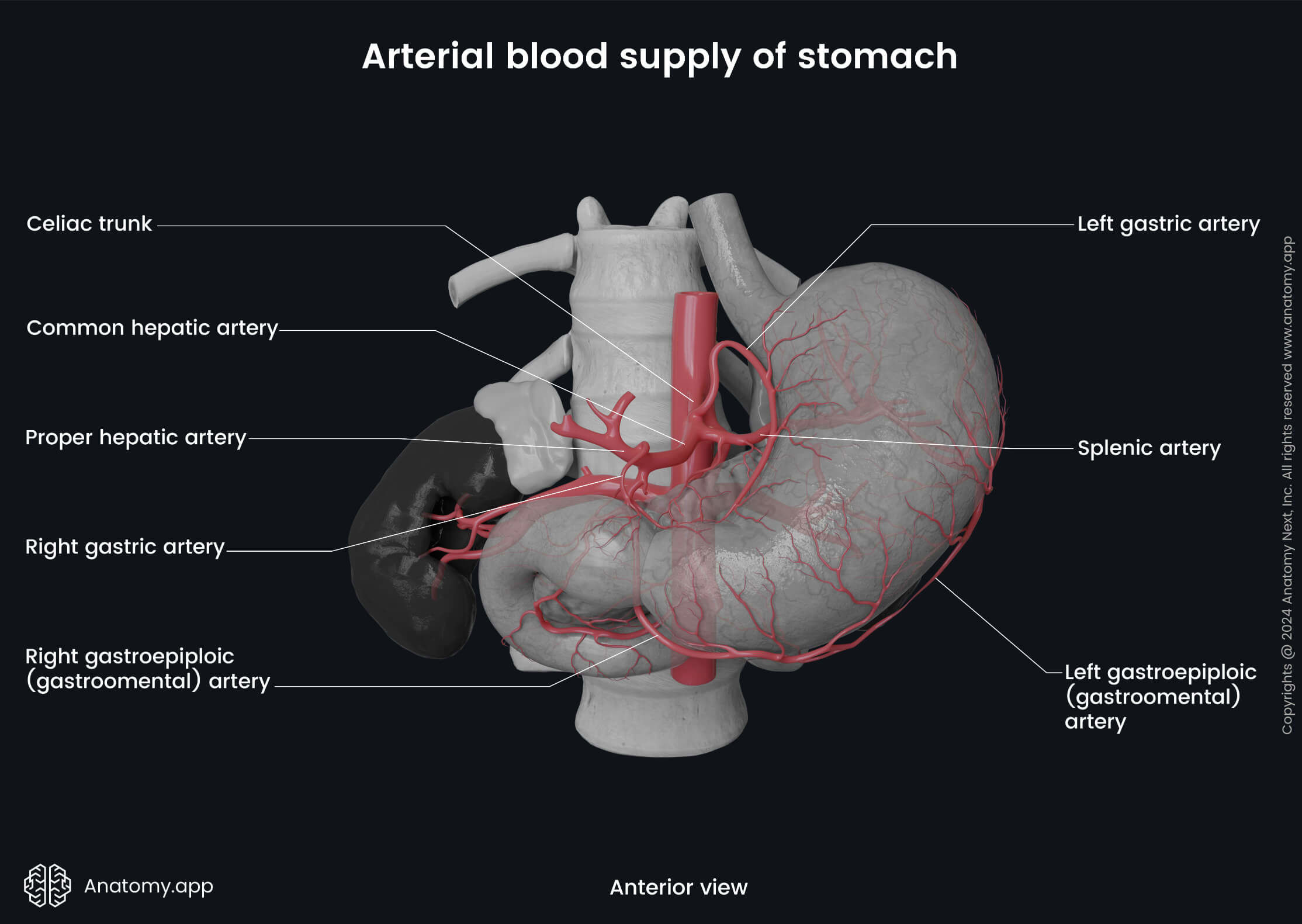 Abdomen, Digestive system, Gastrointestinal tract, Stomach, Arterial blood supply, Common hepatic artery, Proper hepatic artery, Right gastric artery, Gastroduodenal artery, Anterior view