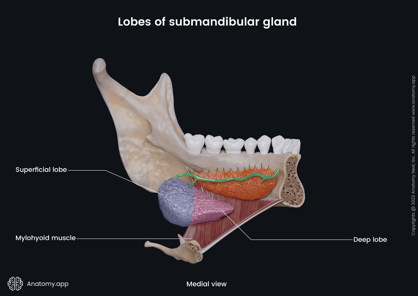 Lobes of submandibular gland | Media Library | Anatomy.app | Learn ...