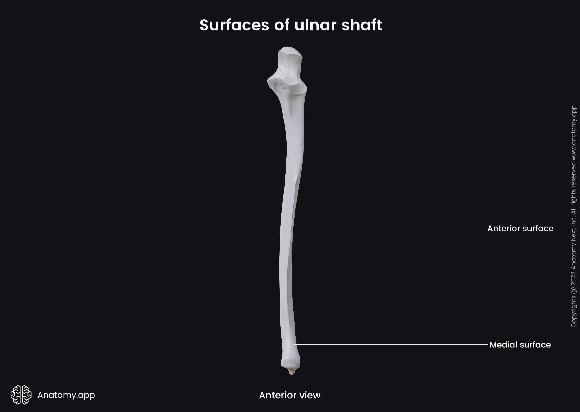 Human skeleton, Bones of upper extremity, Skeleton of upper limb, Forearm bones, Ulna, Surfaces, Anterior view