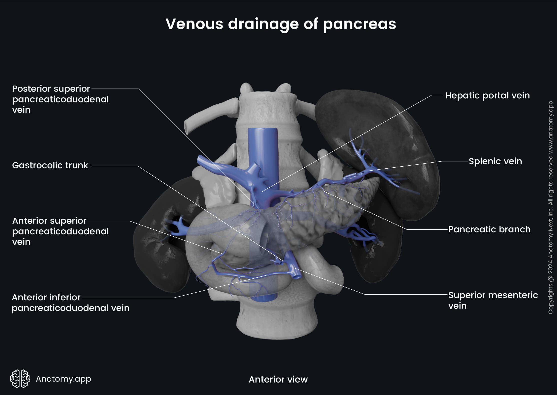 Abdomen, Digestive system, Gastrointestinal tract, Pancreas, Relations, Venous drainage, Anterior view