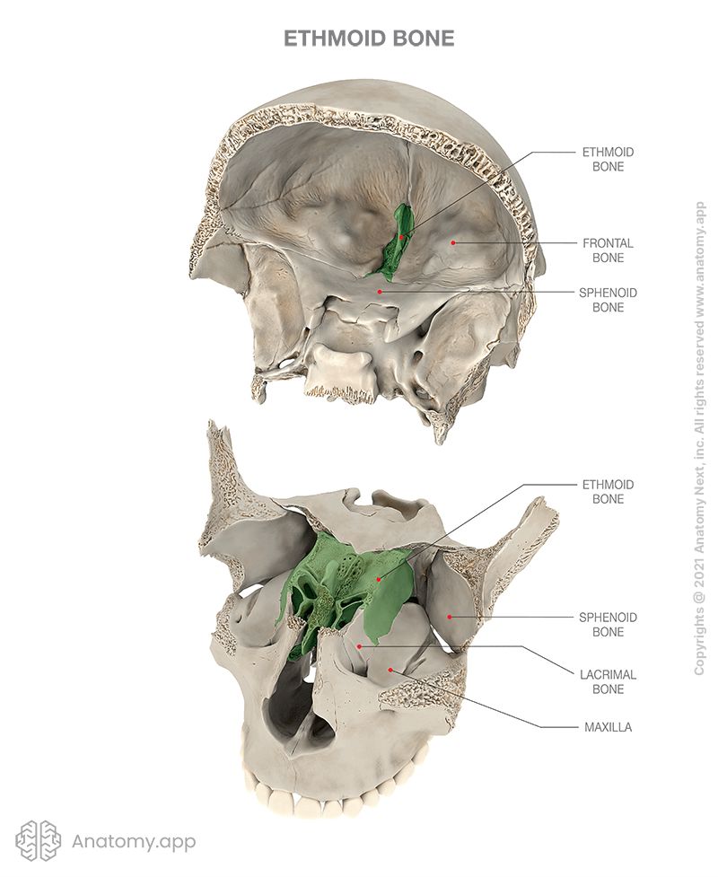 Skull with removed parts, ethmoid bone colored, two aspects