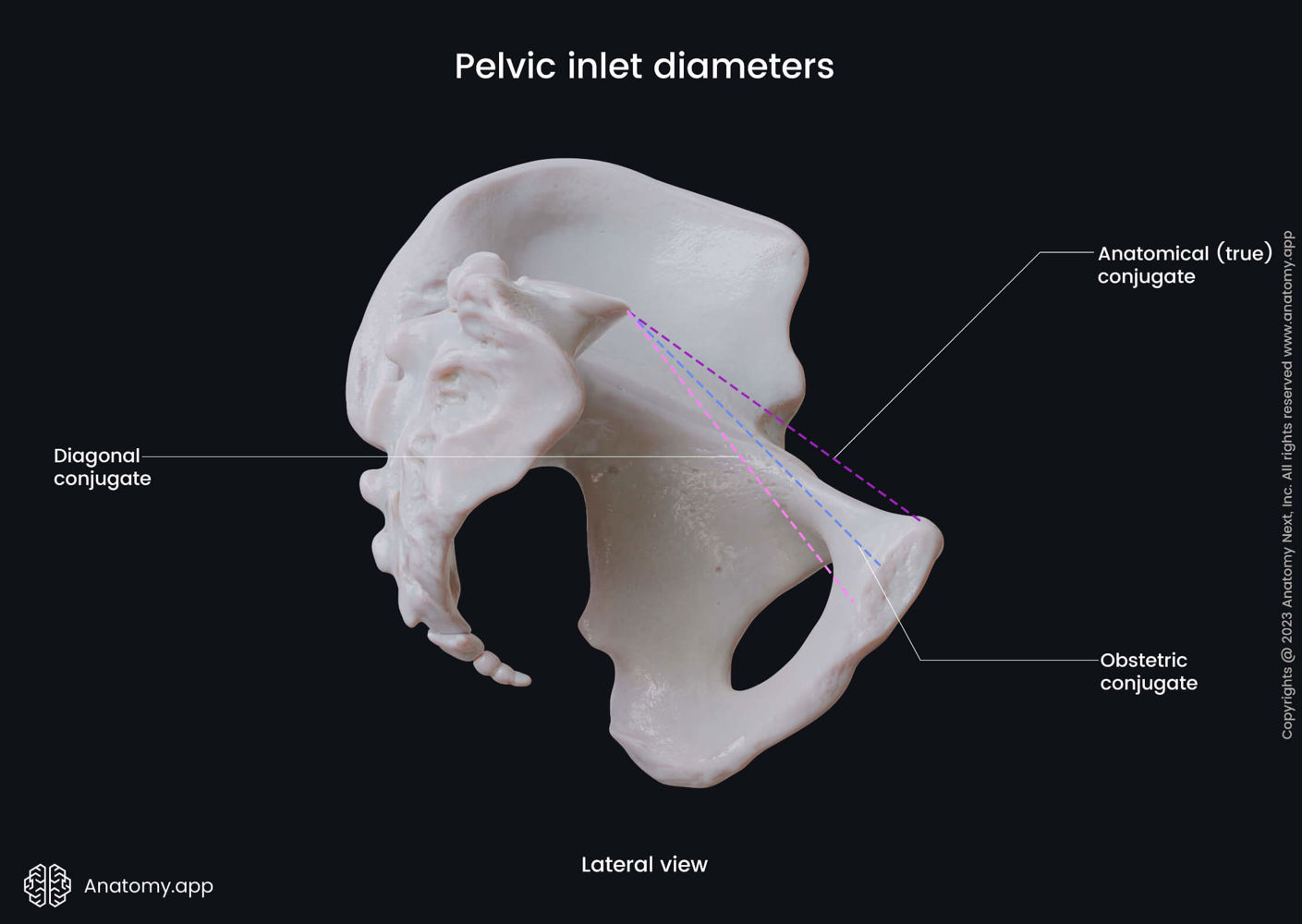 Pelvic inlet diameters (lateral view) | Anatomy.app