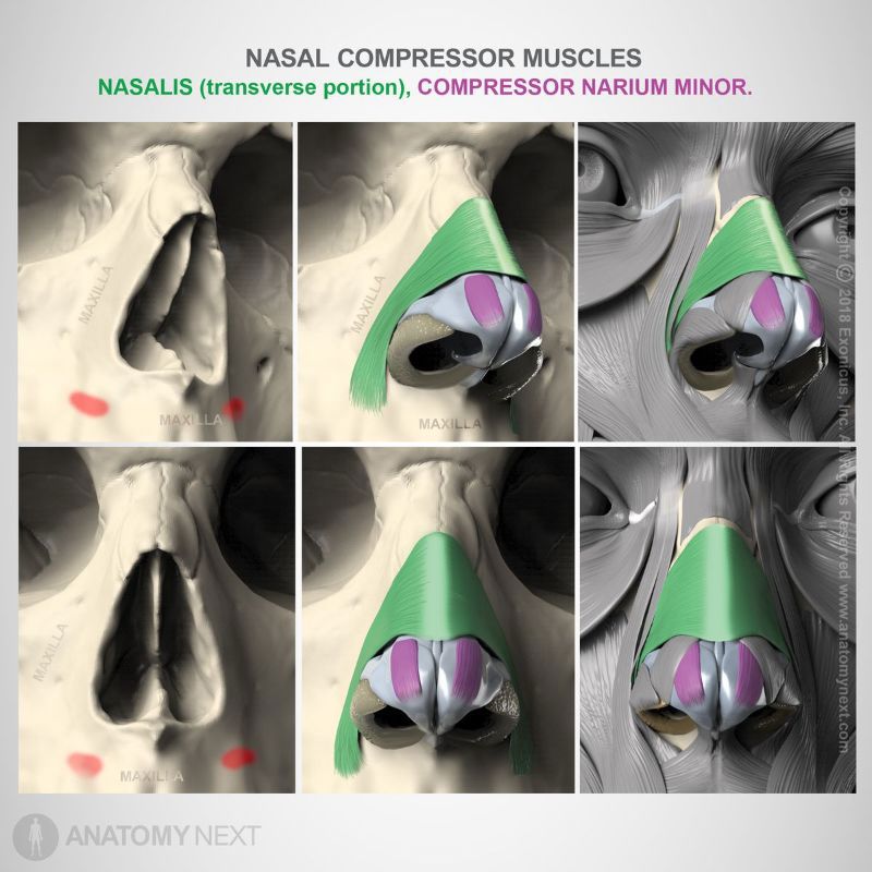 Origin and insertion of compressor narium minor