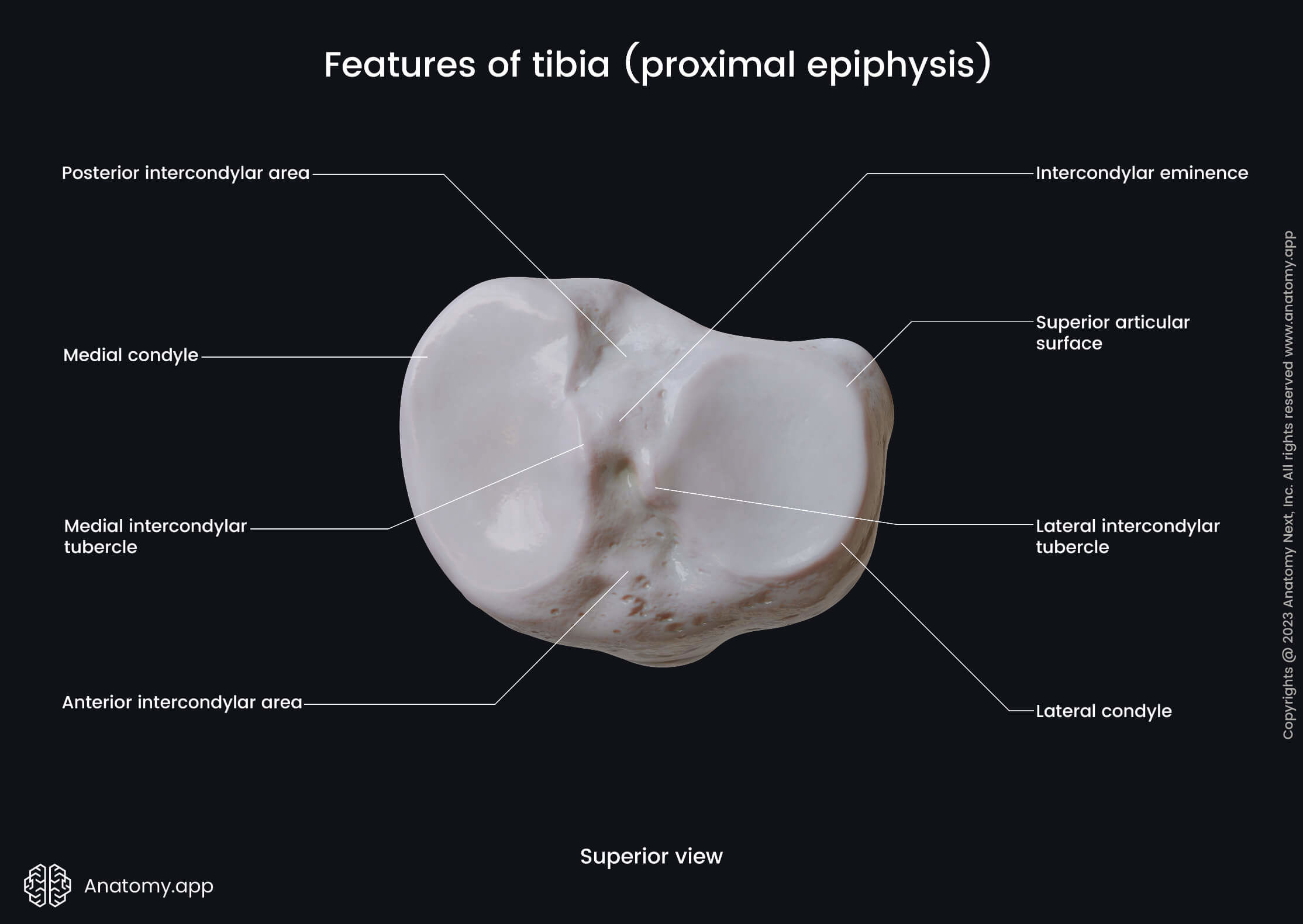 Skeleton of lower limb, Bones of lower extremity, Human skeleton, Tibia, Shinbone, Landmarks, Anatomical features of proximal epiphysis, Leg, Leg bones, Superior view