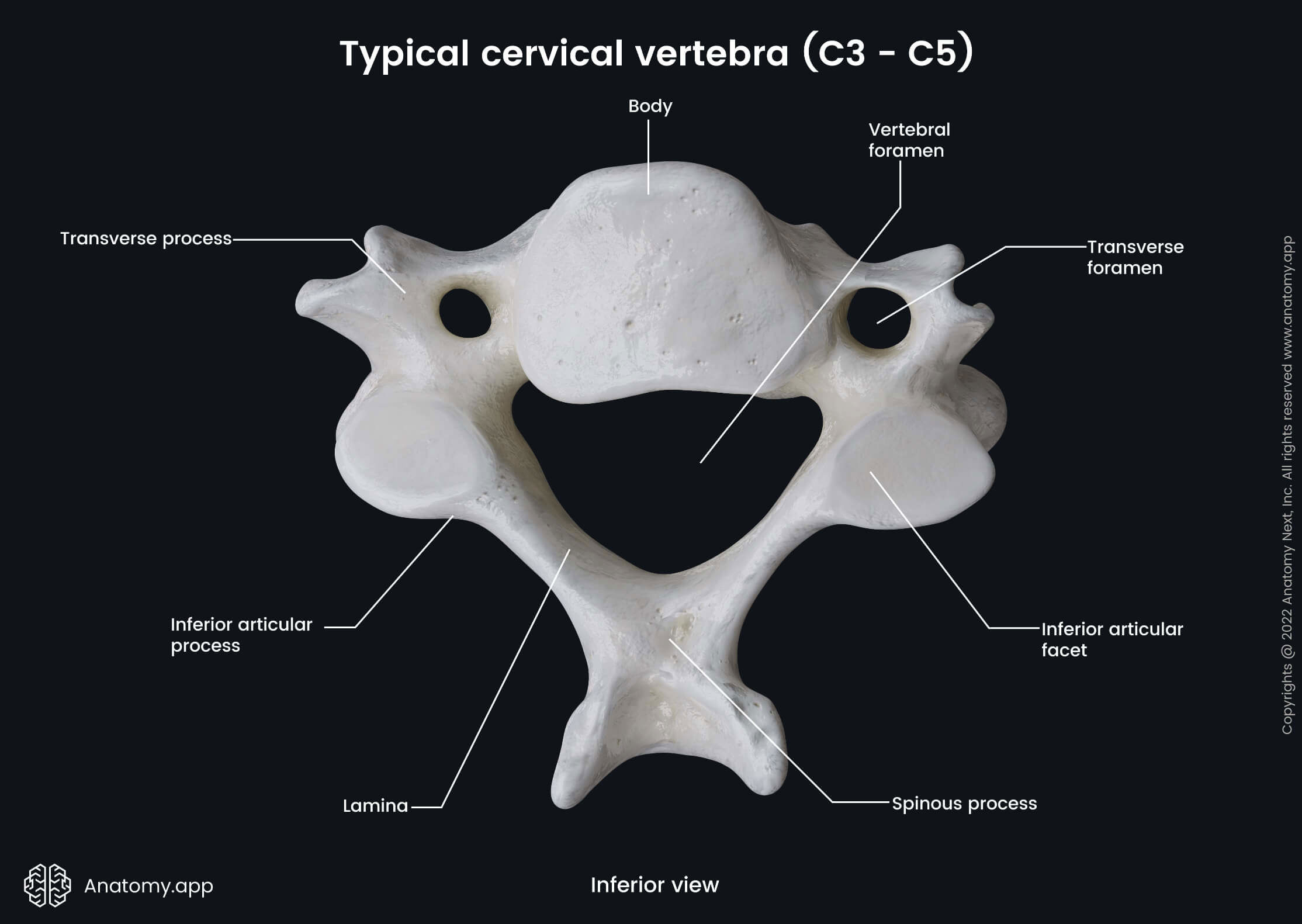 Typical cervical vertebrae, C3 - C5, Landmarks, Inferior view, Cervical spine, Spine, Vertebral column