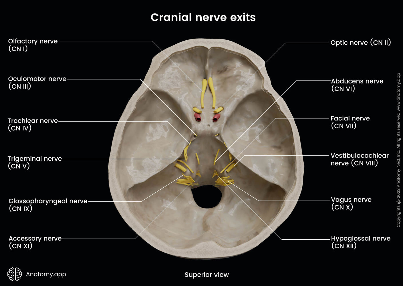 Cranial nerve exits from skull | Anatomy.app