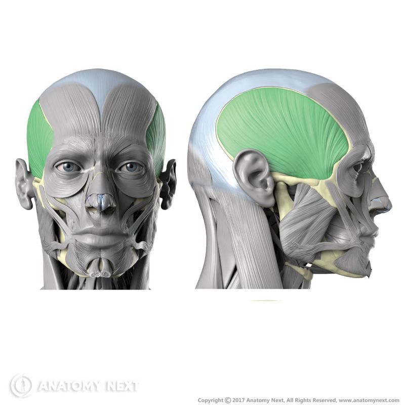 Temporalis, Muscles of mastication, Masticatory muscles, Head muscles