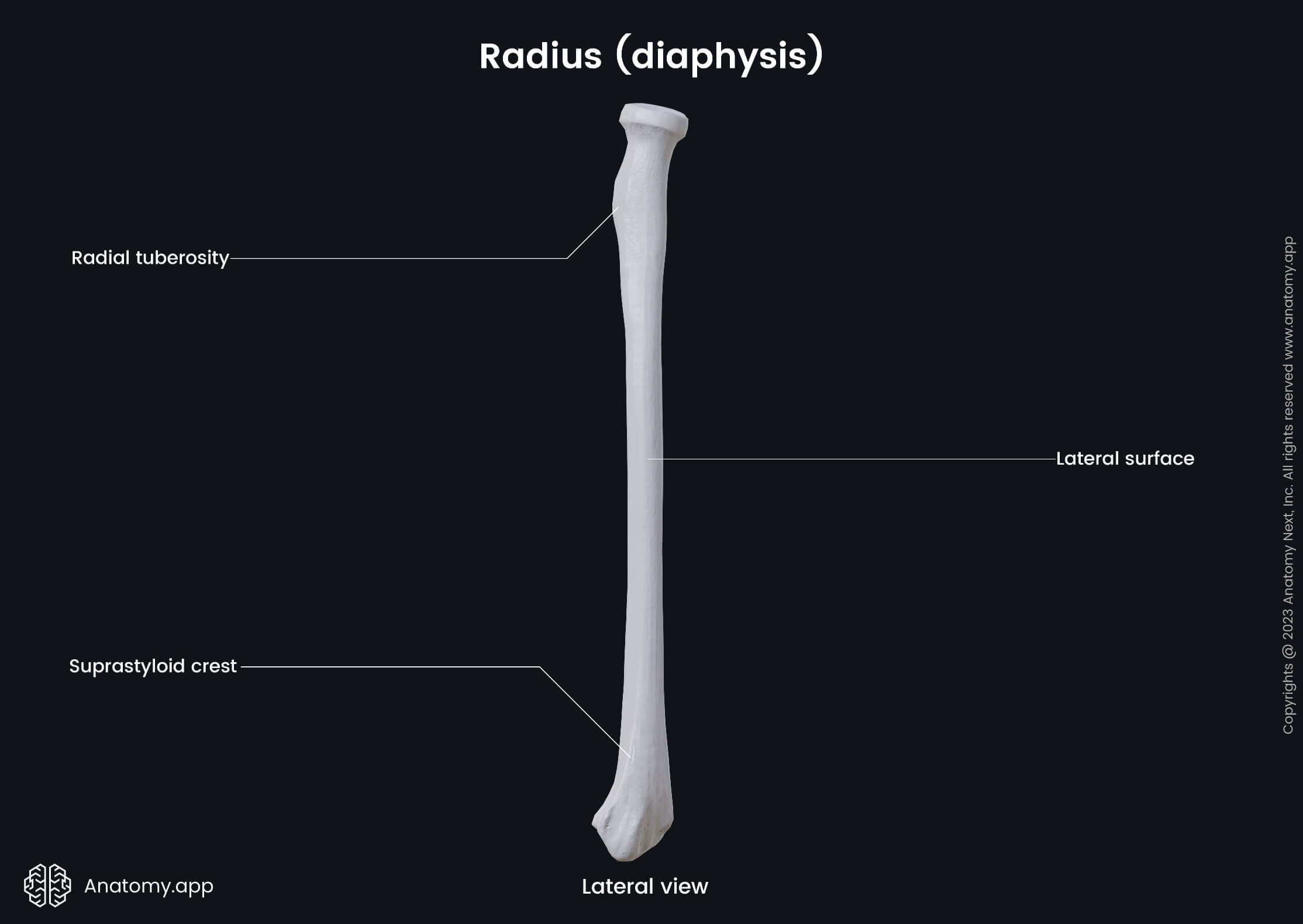 Human skeleton, Skeleton of upper limb, Upper limb bones, Upper extremity, Radius, Diaphysis, Lateral view, Landmarks, Skeleton of forearm, Forearm bones, Human arm