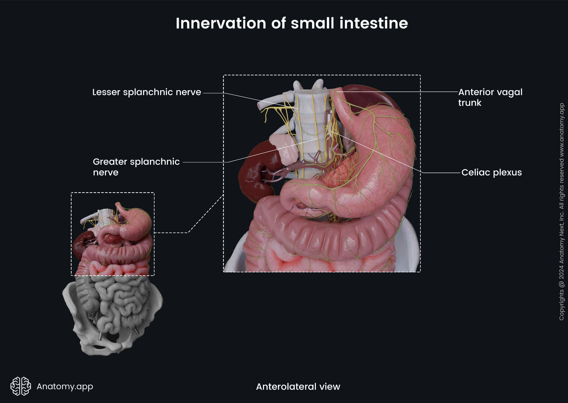 Abdomen, Digestive system, Gastrointestinal tract, Small intestine, Jejunum, Ileum, Innervation, Anterolateral view