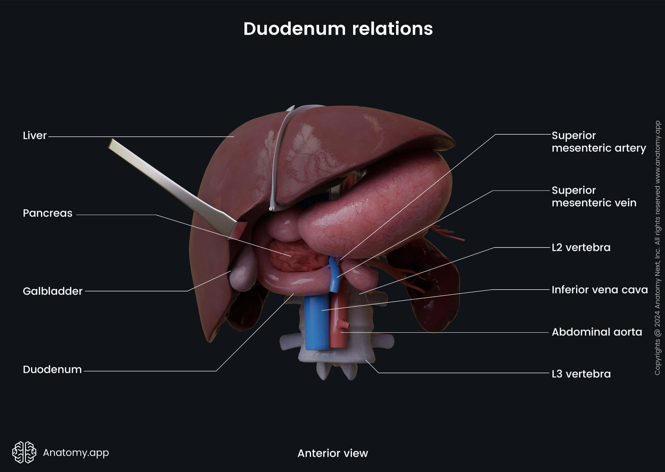 Abdomen, Digestive system, Gastrointestinal tract, Small intestine, Duodenum, Relations, Anterior view