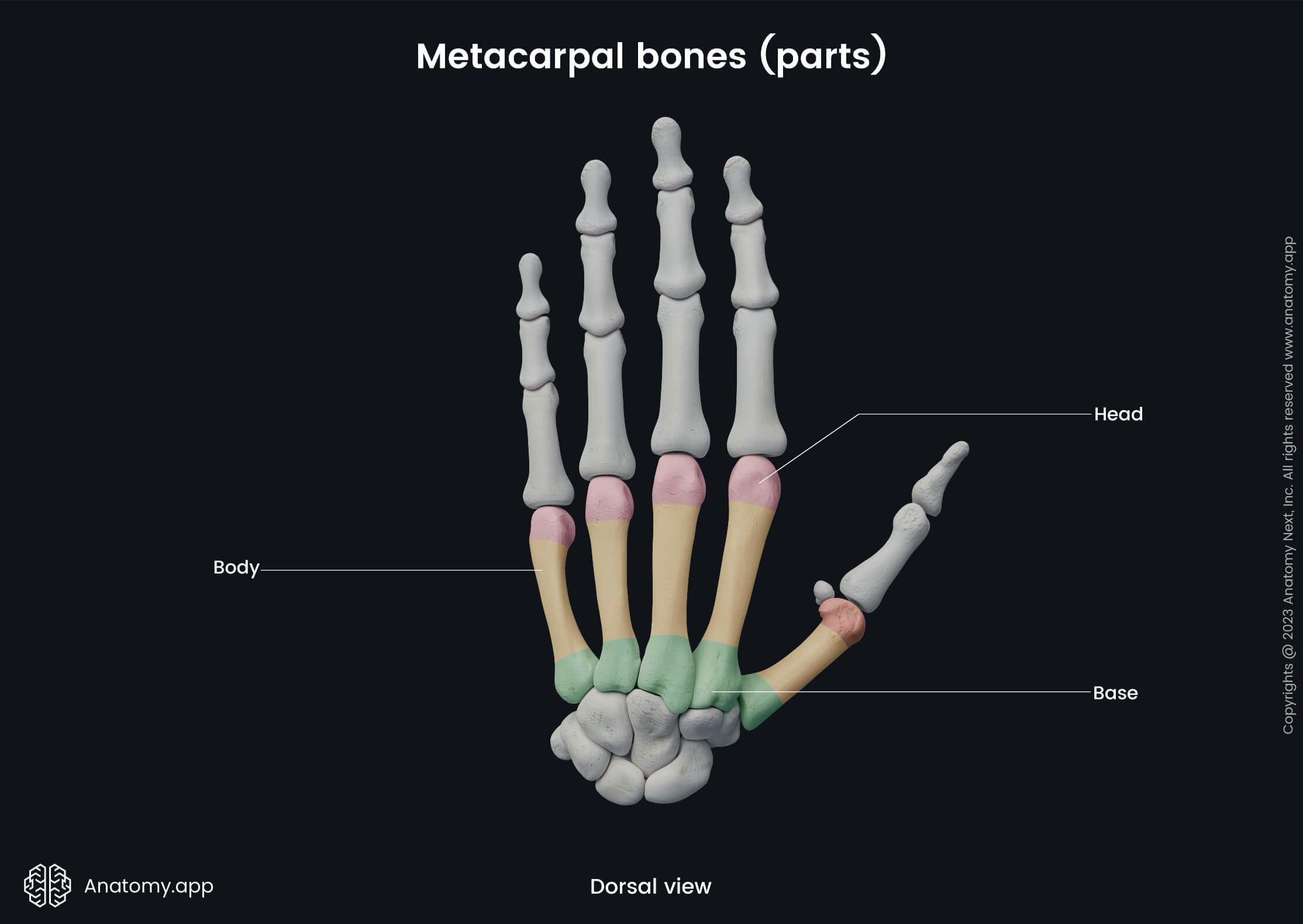 Upper limb, Skeleton of upper extremity, Human hand, Metacarpals, Metacarpal bones, Parts, Heads, Bases, Bodies, Bones of hand, Hand bones, Dorsal view