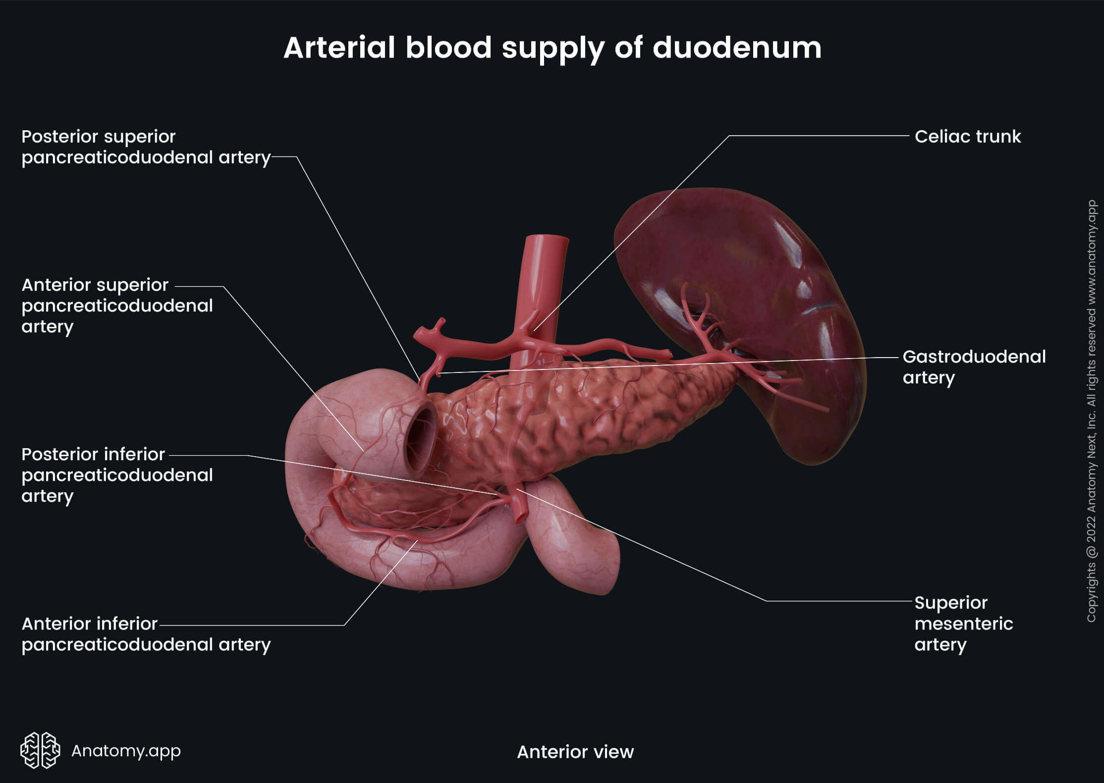 Abdomen, Digestive system, Gastrointestinal tract, Duodenum, Arterial blood supply, Inferior pancreaticoduodenal artery, Anterior view