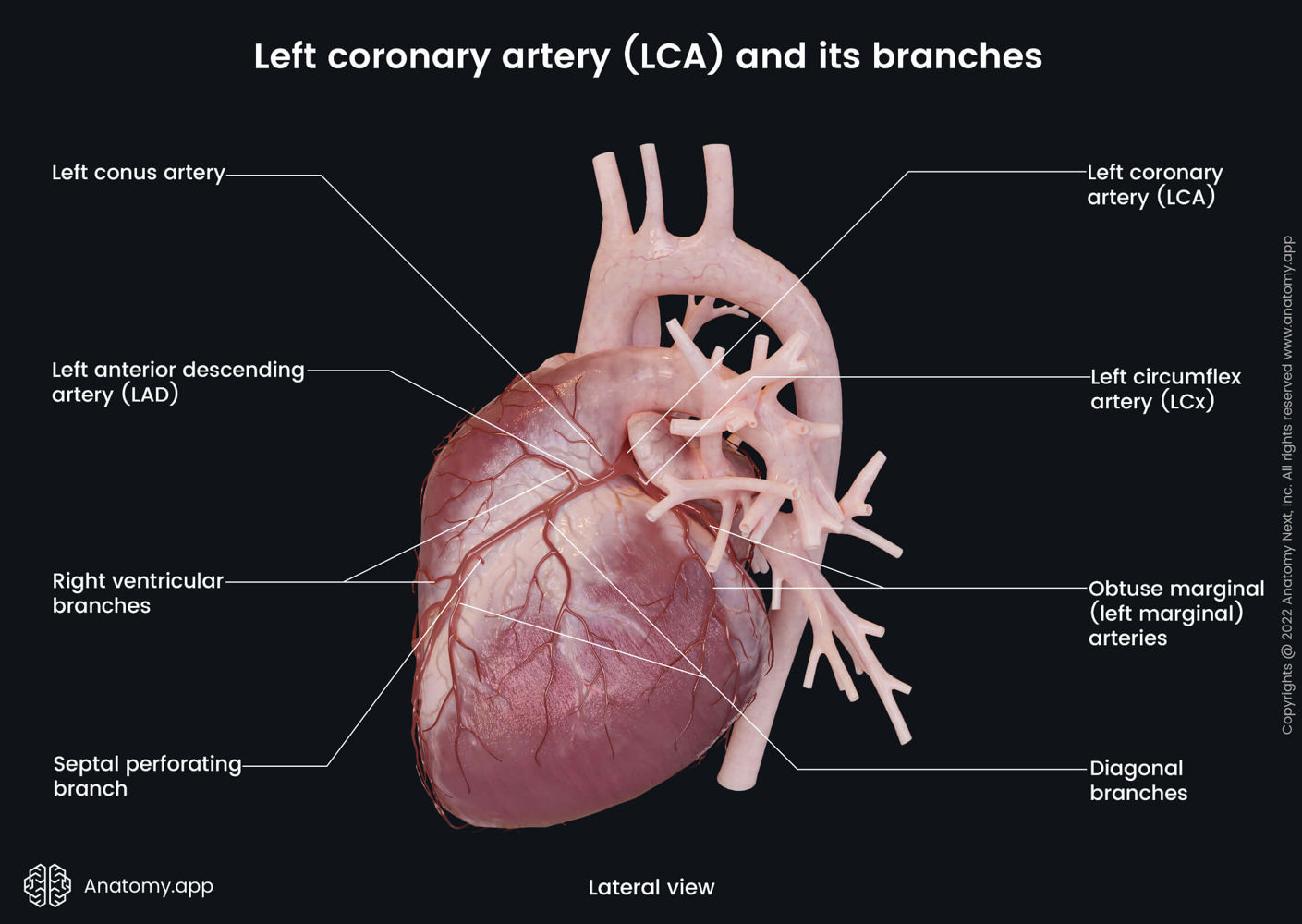 Left coronary artery (LCA) and its branches | Media Library | Anatomy ...