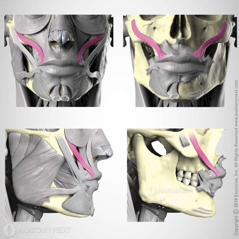 Origin and insertion of zygomaticus minor muscle