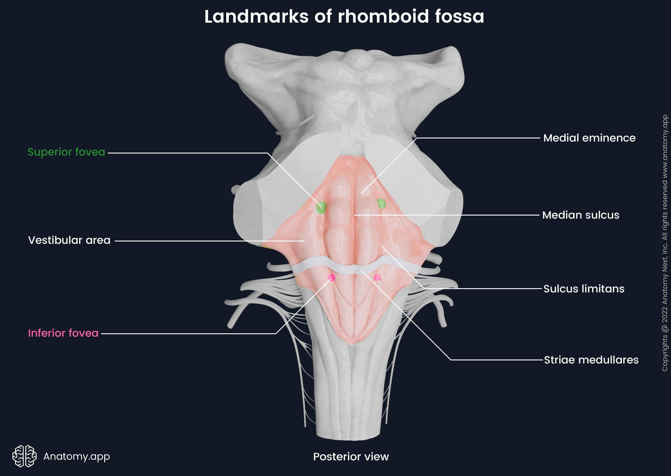 Rhomboid fossa, Main landmarks of rhomboid fossa, Medulla oblongata, Pons, Posterior view